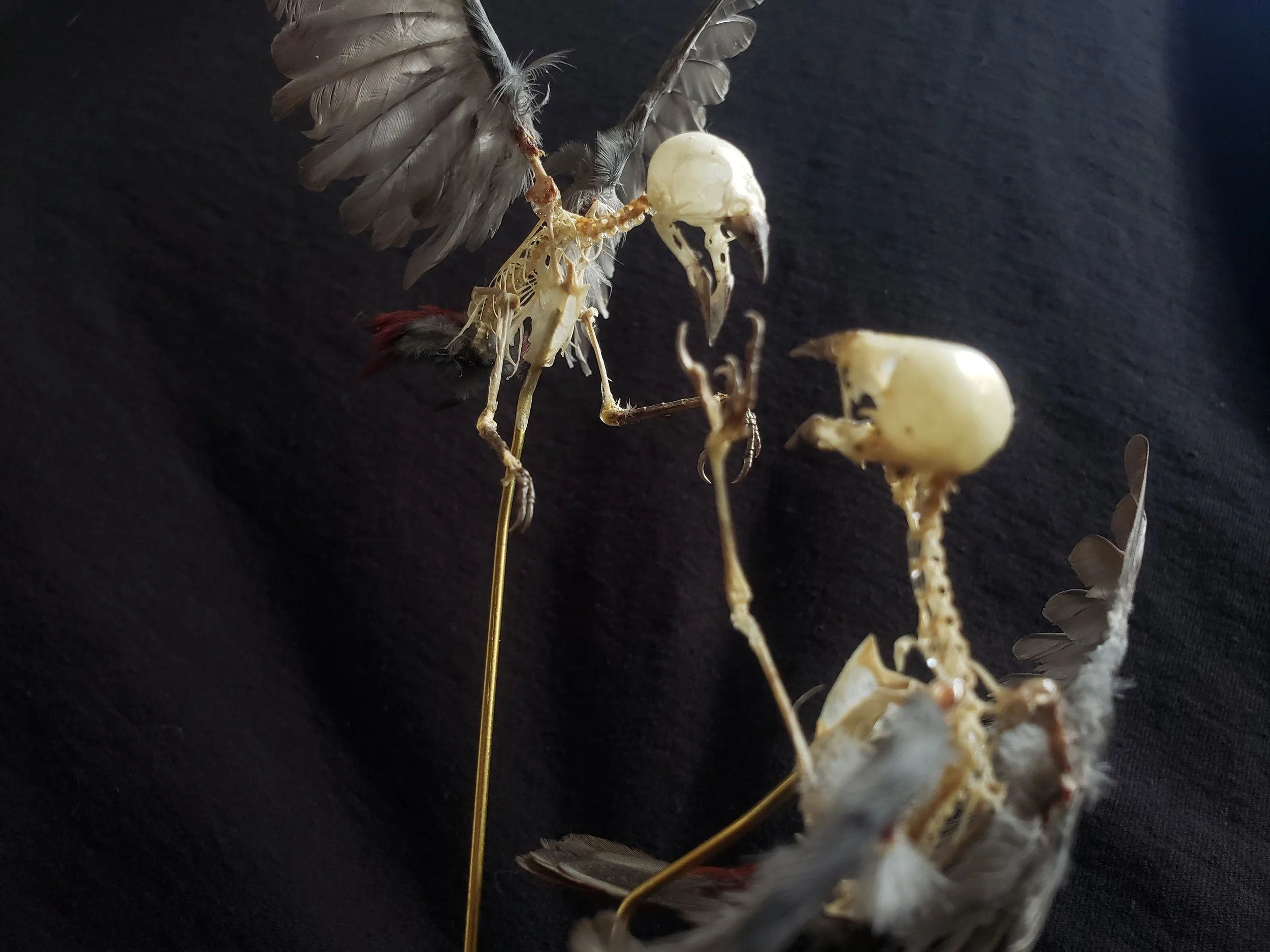 Lavender Waxbill pair of skeletons with feathers