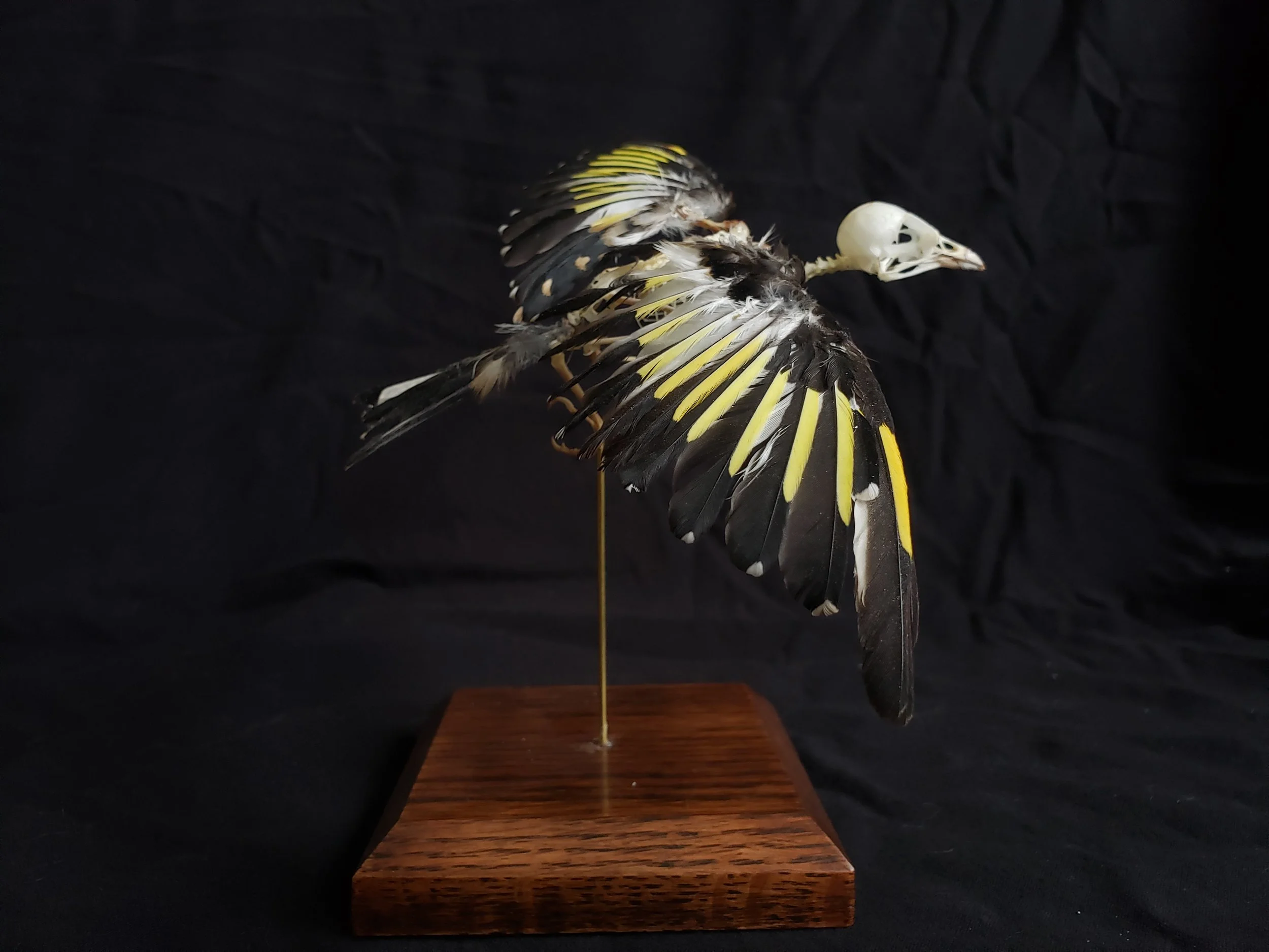 European Goldfinch skeleton with feathers