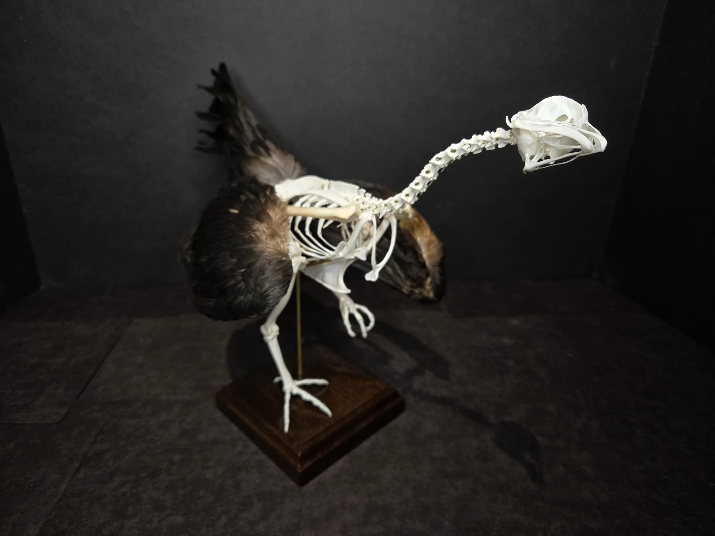 Curious chicken articulation