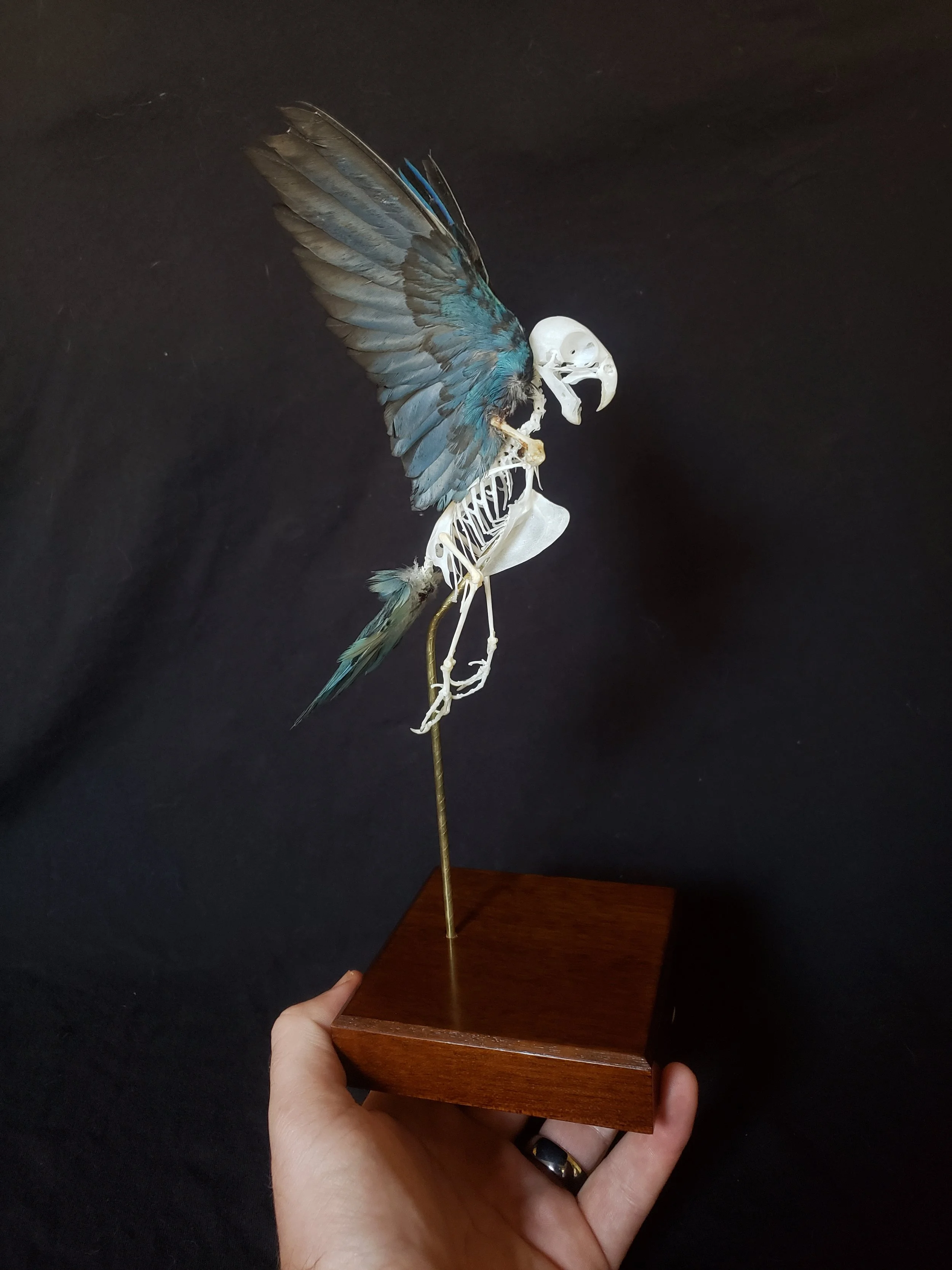 Lineolated parakeet skeleton with feathers