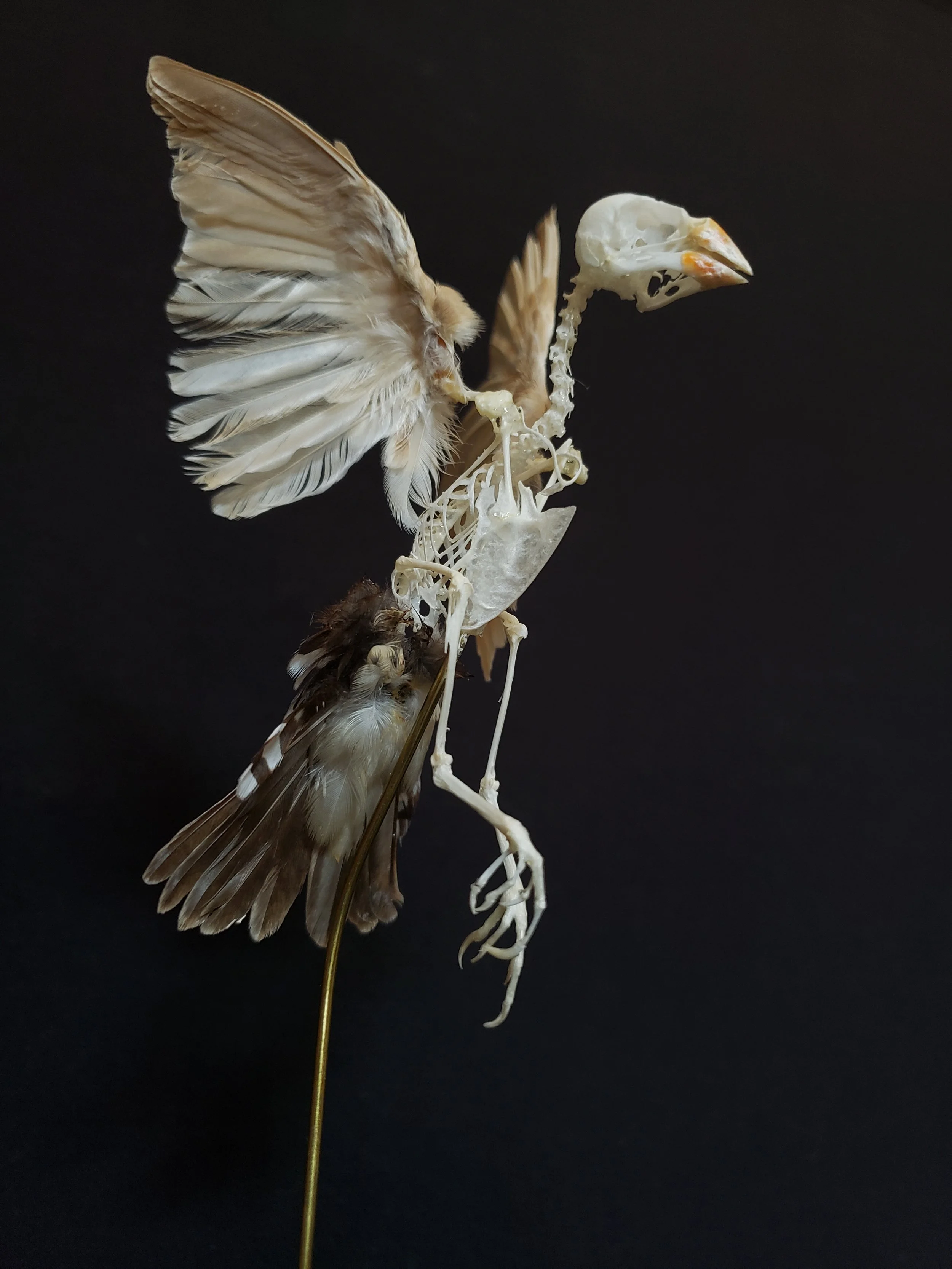 Green-backed Twinspot articulation