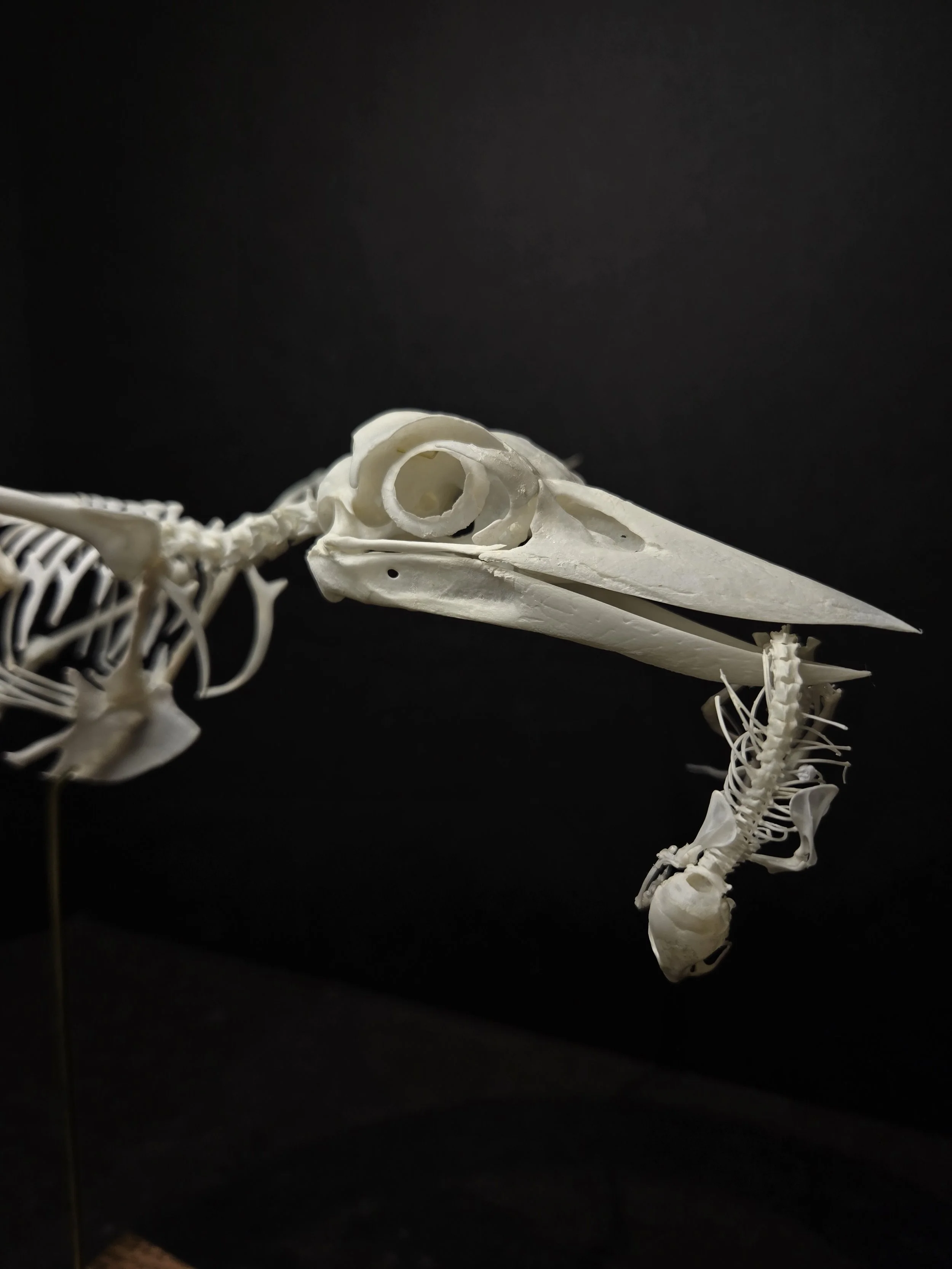 Kookaburra articulation with mouse