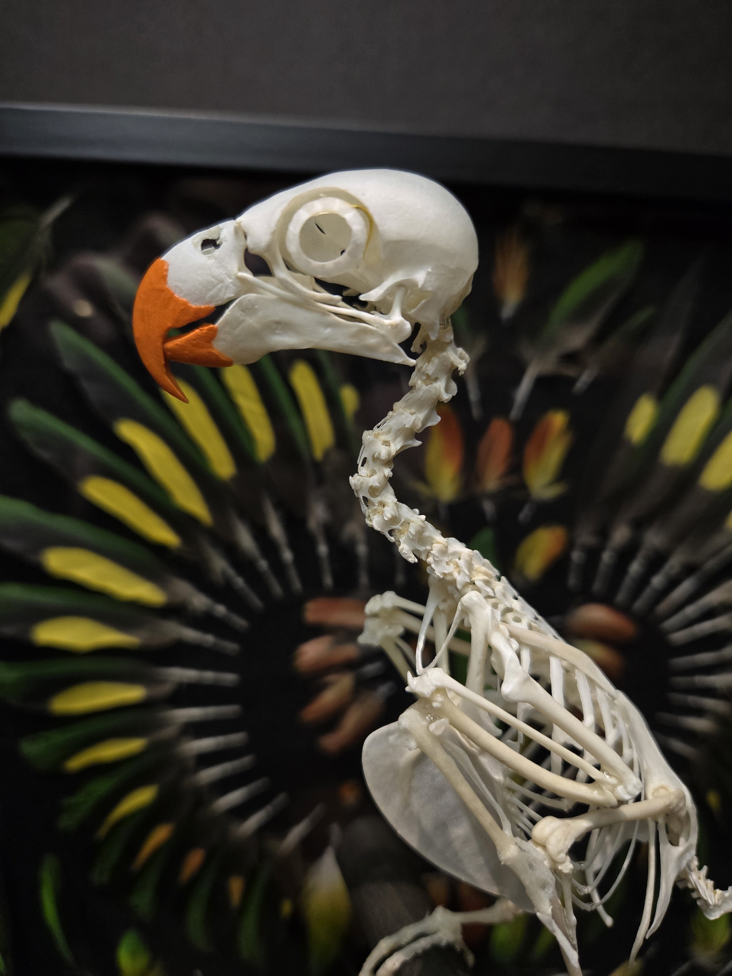 Rainbow Lorikeet articulation with feather box