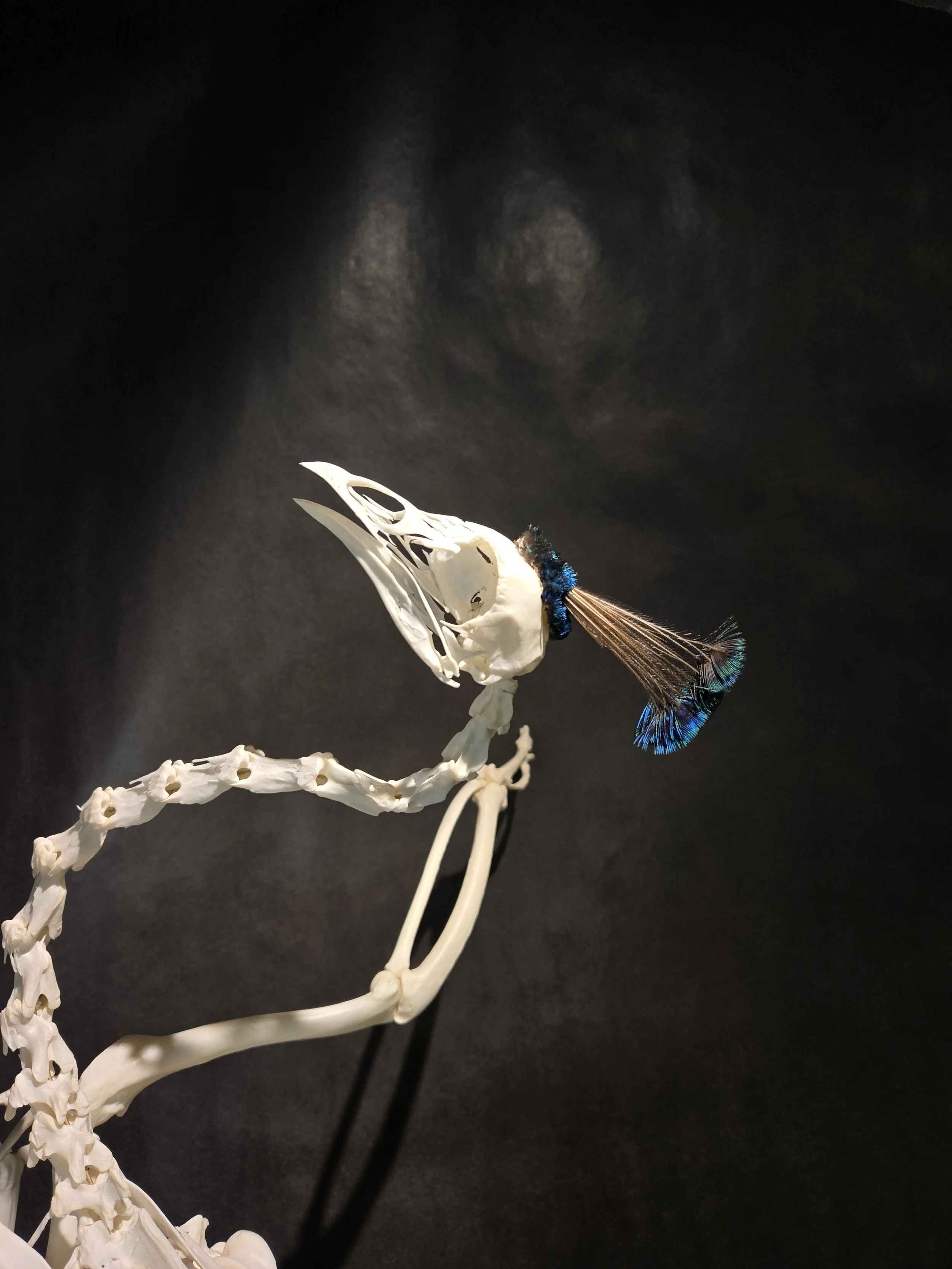 Peacock Articulation close-up