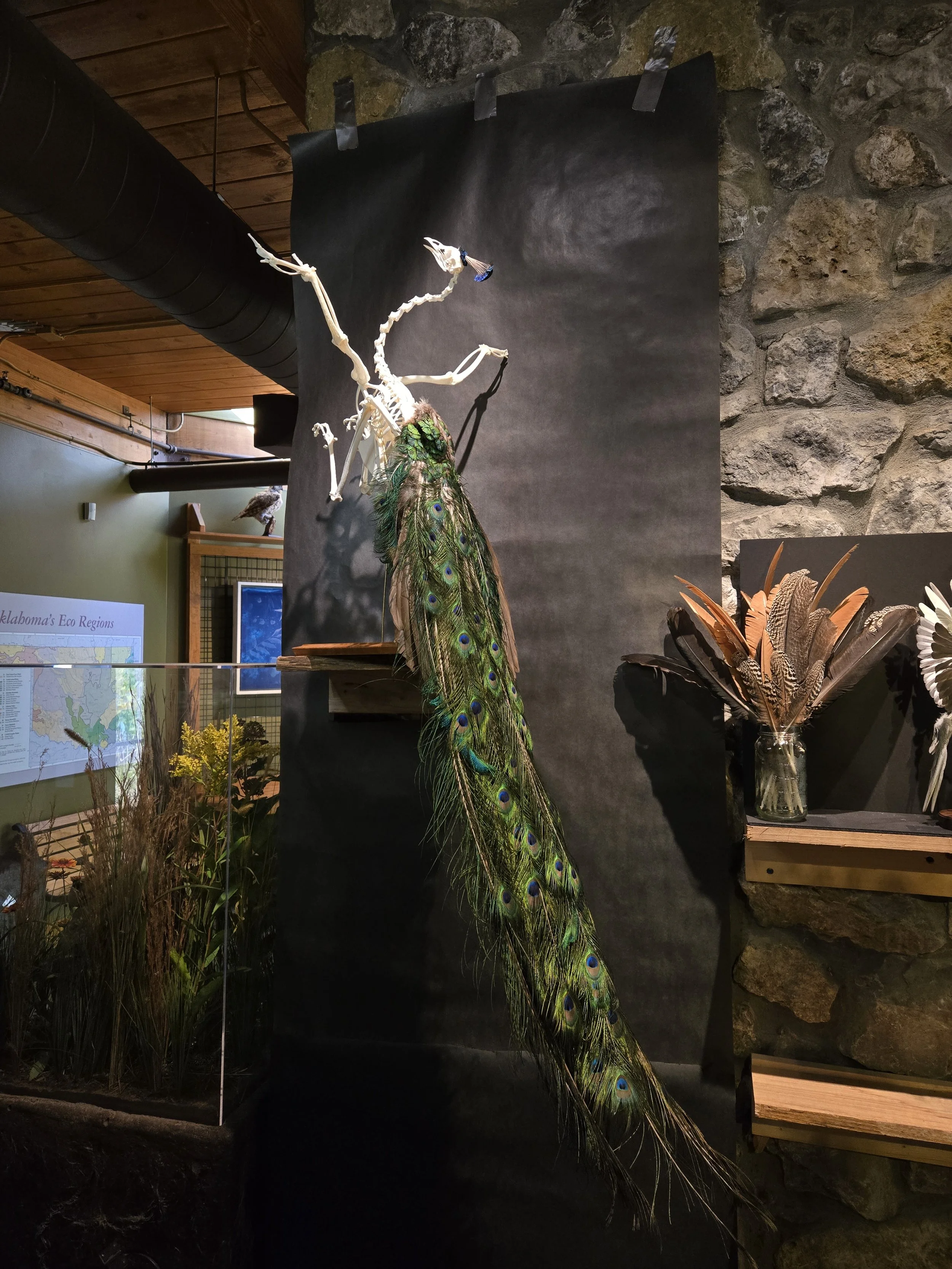 Peacock articulation on display at the Oxley Nature Center in Tulsa OK.