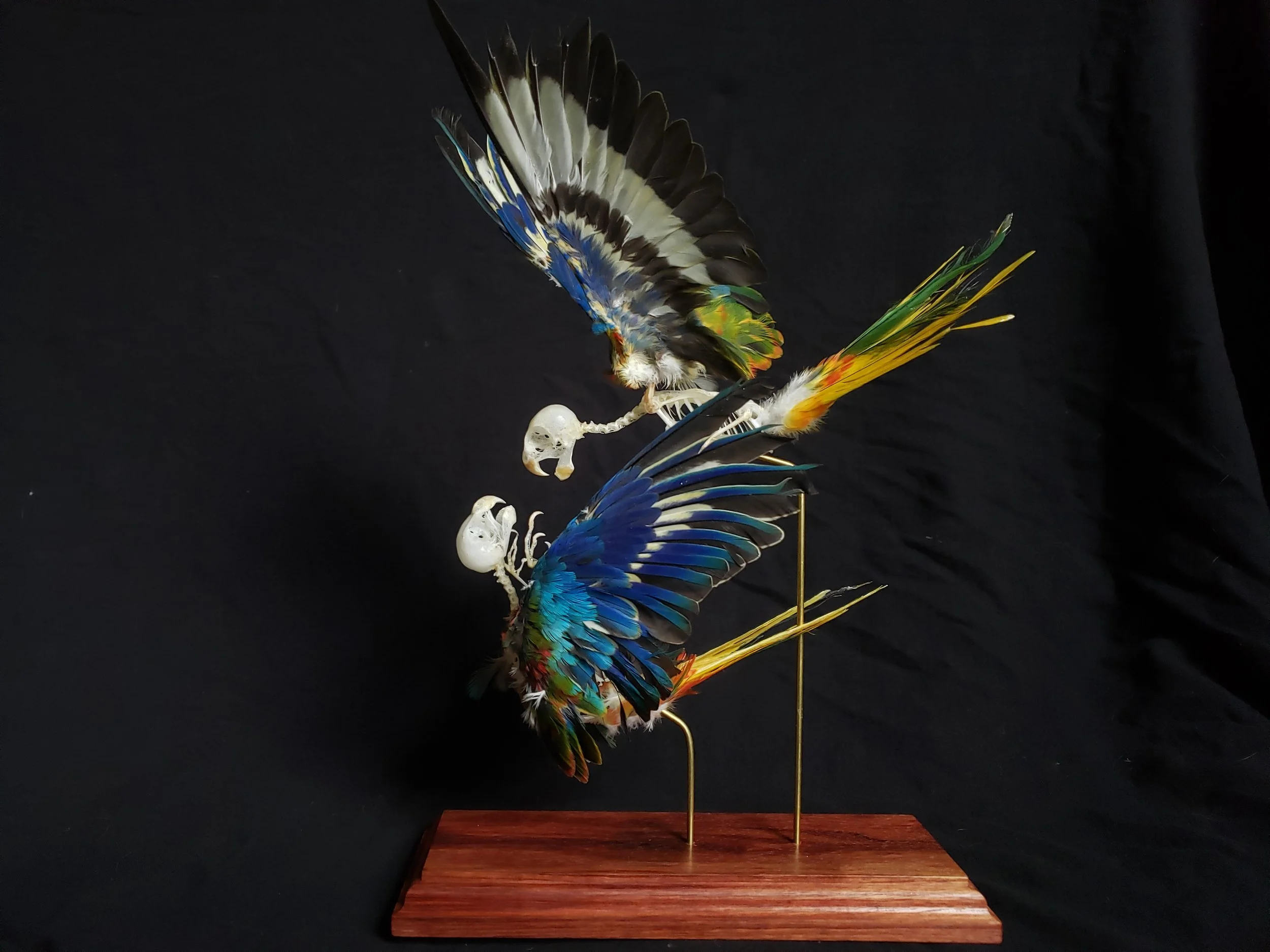 Scarlet-breasted parakeet pair in flight