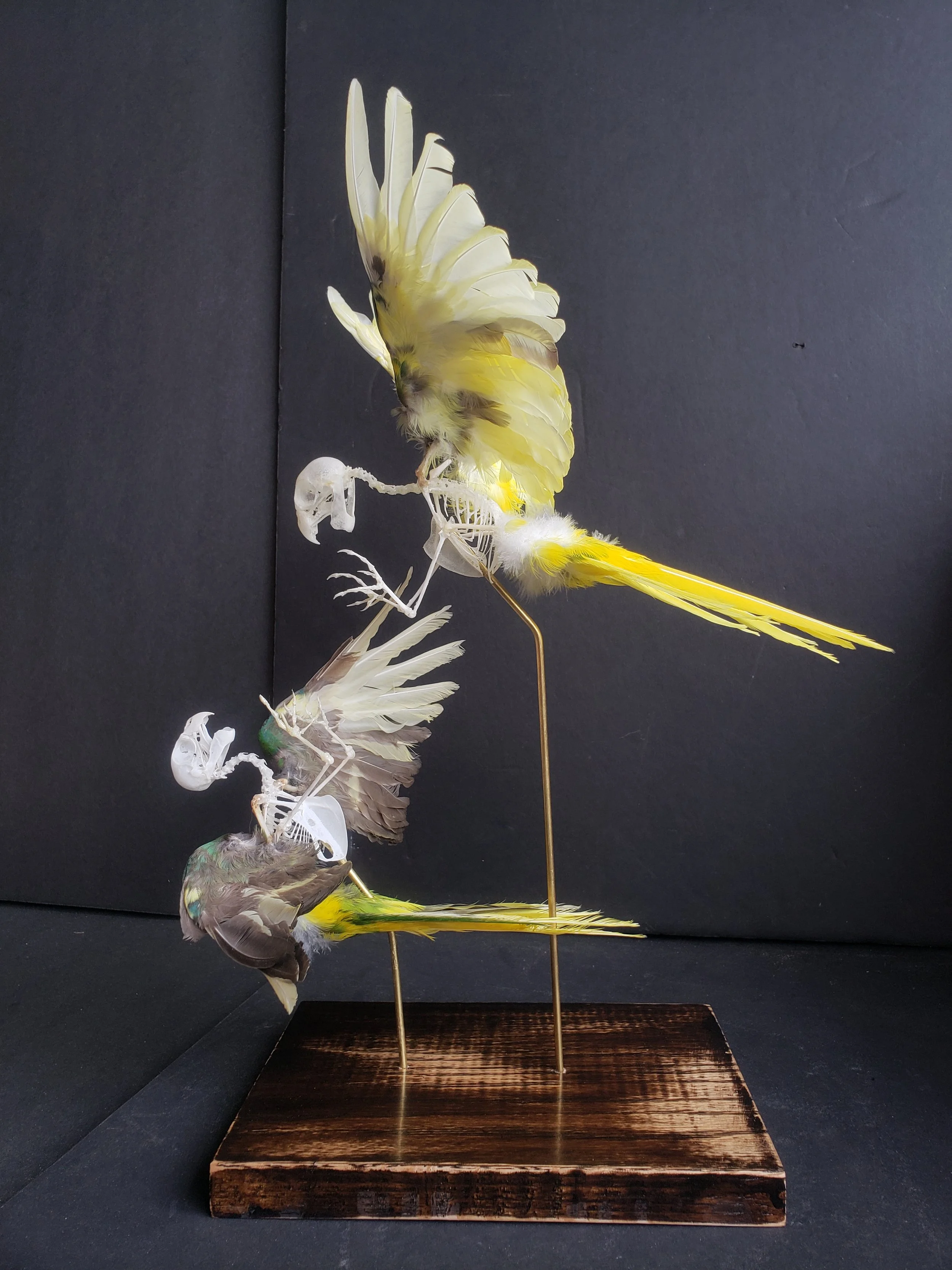 Kakariki parakeet skeletons with feathers in flight