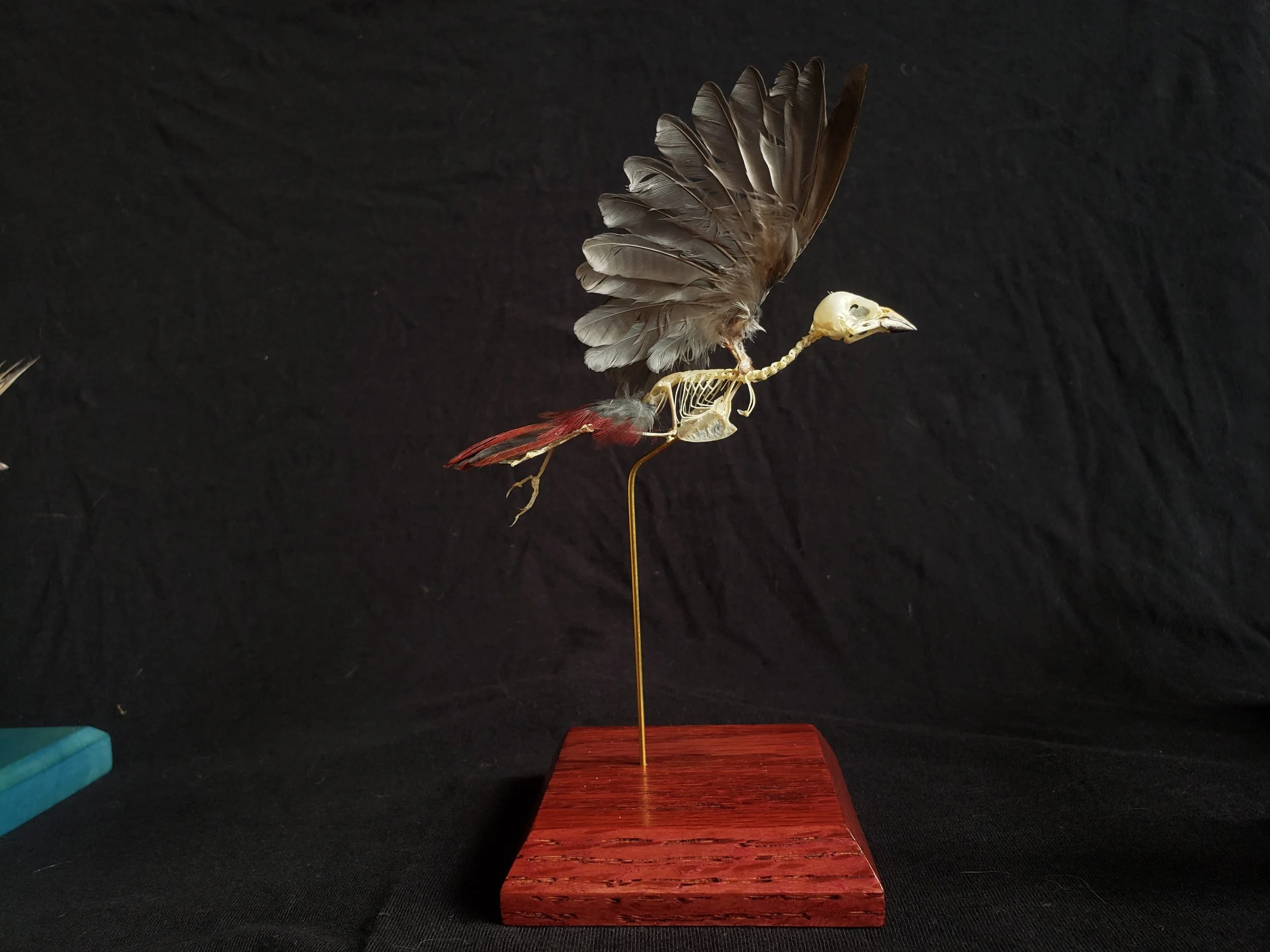 Firefinch skeleton with feathers