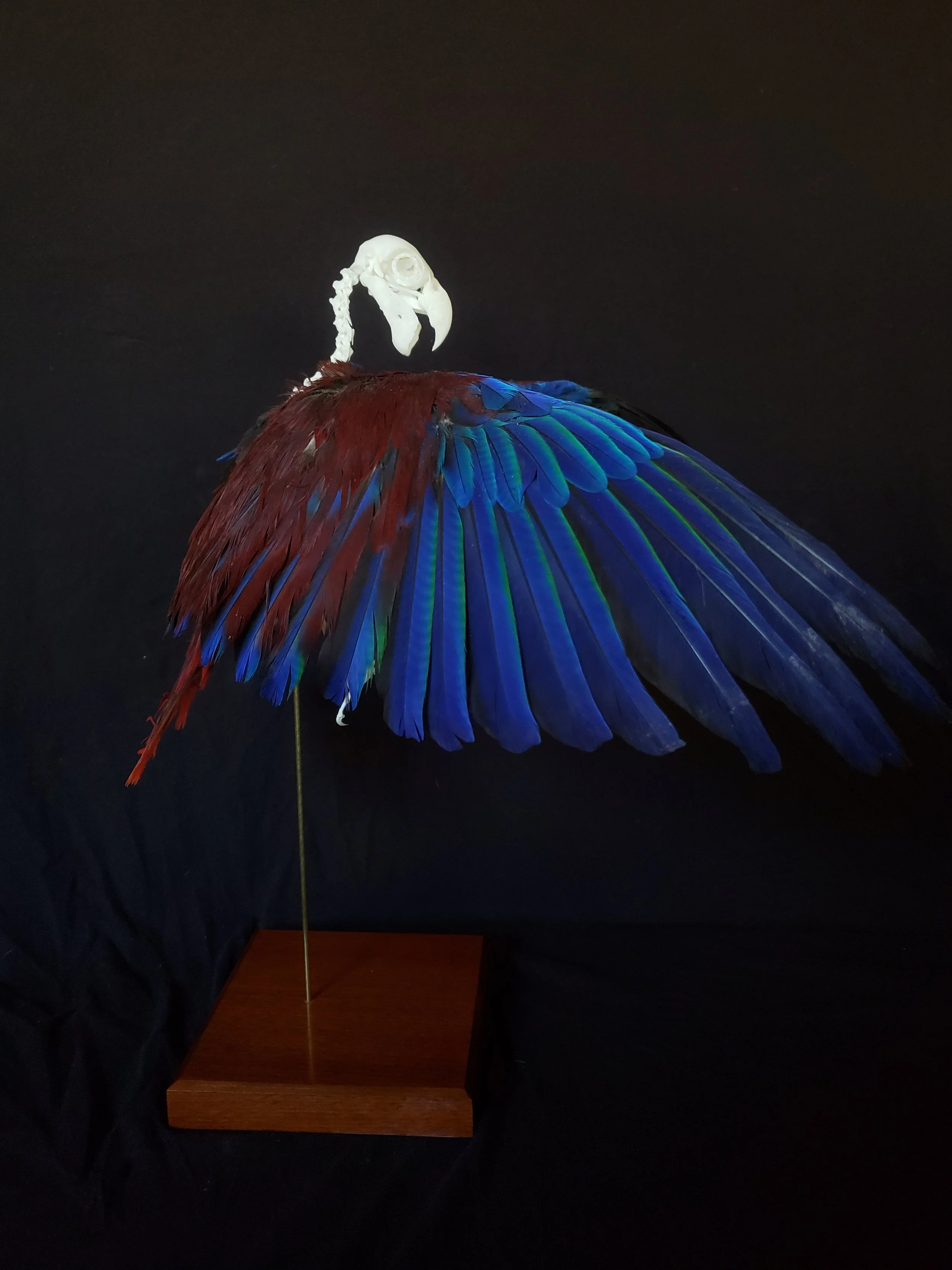 Female Eclectus parrot skeleton with feathers in flight