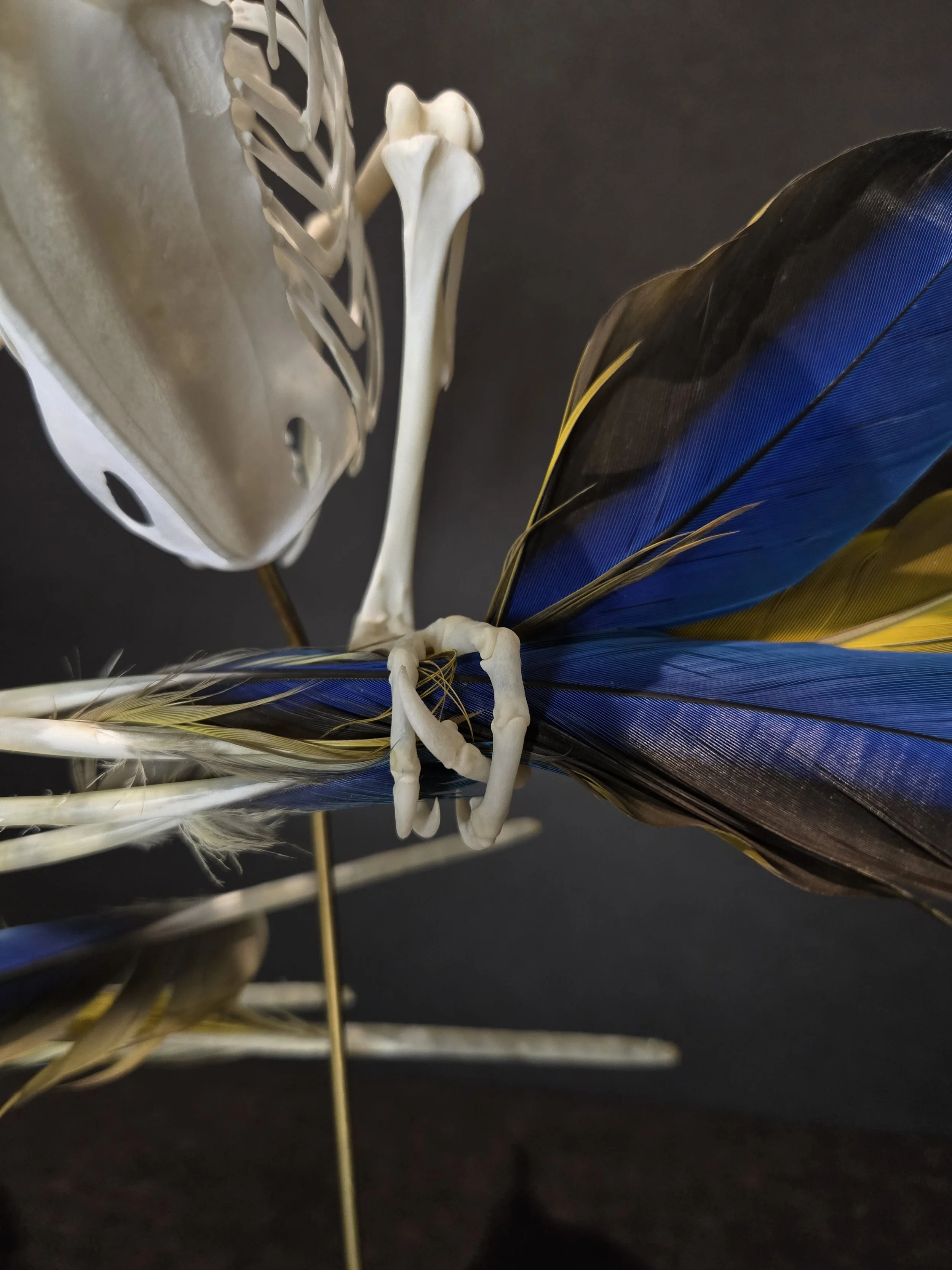 Macaw foot articulation with feathers