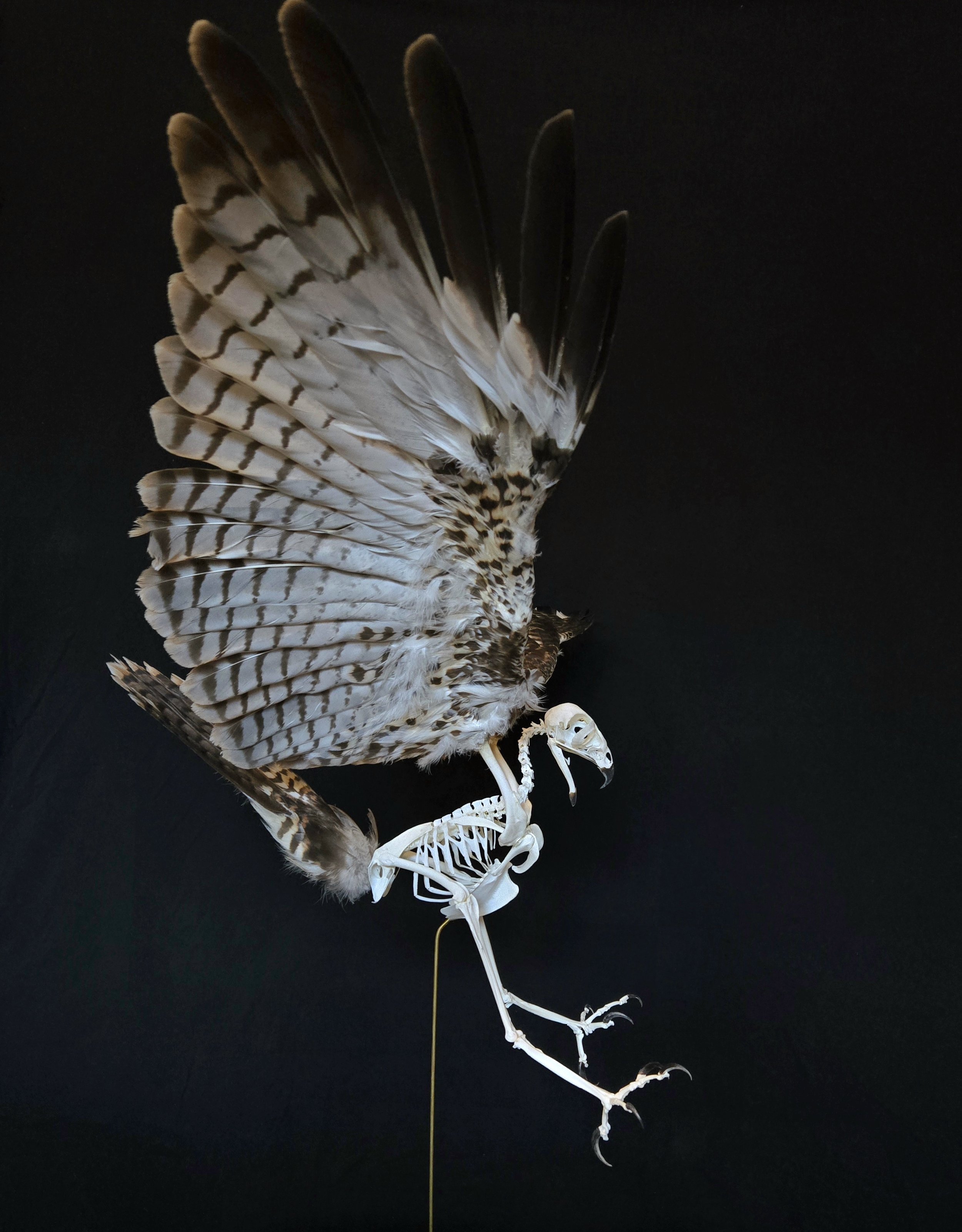 Red-tailed Hawk articulated with proper federal permits