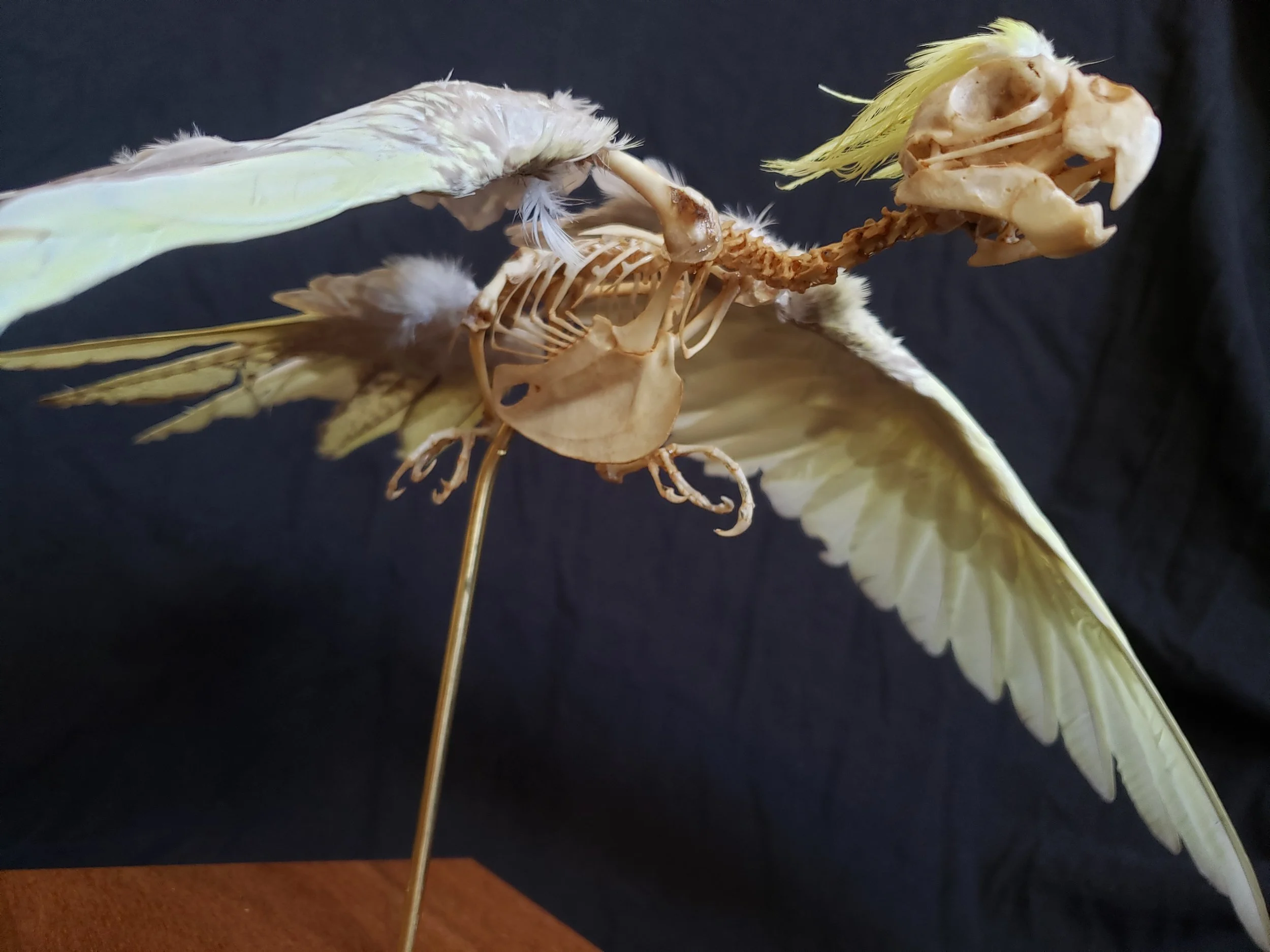 Cockatiel skeleton with feathers