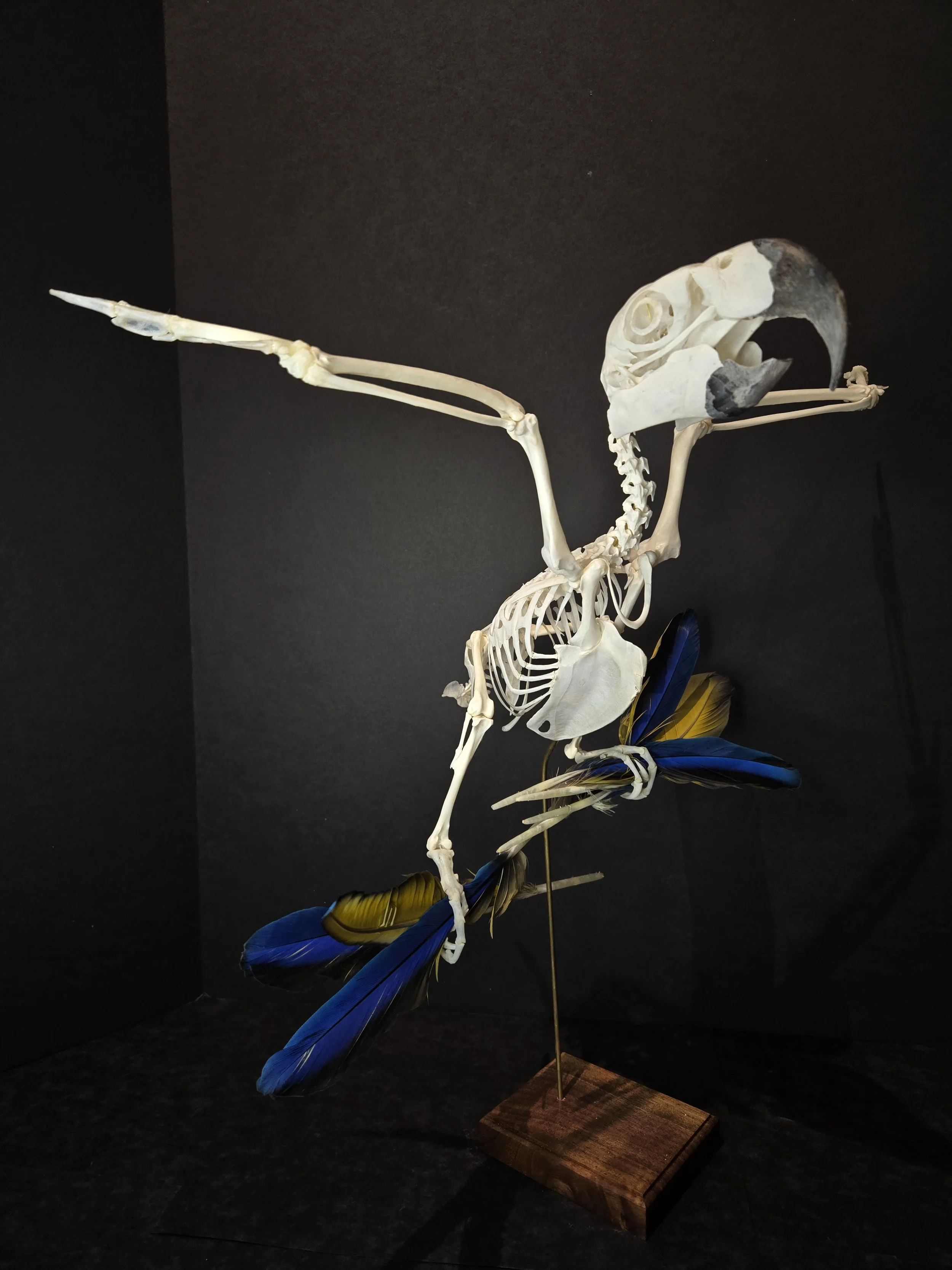 Blue and yellow macaw articulation clutching feathers