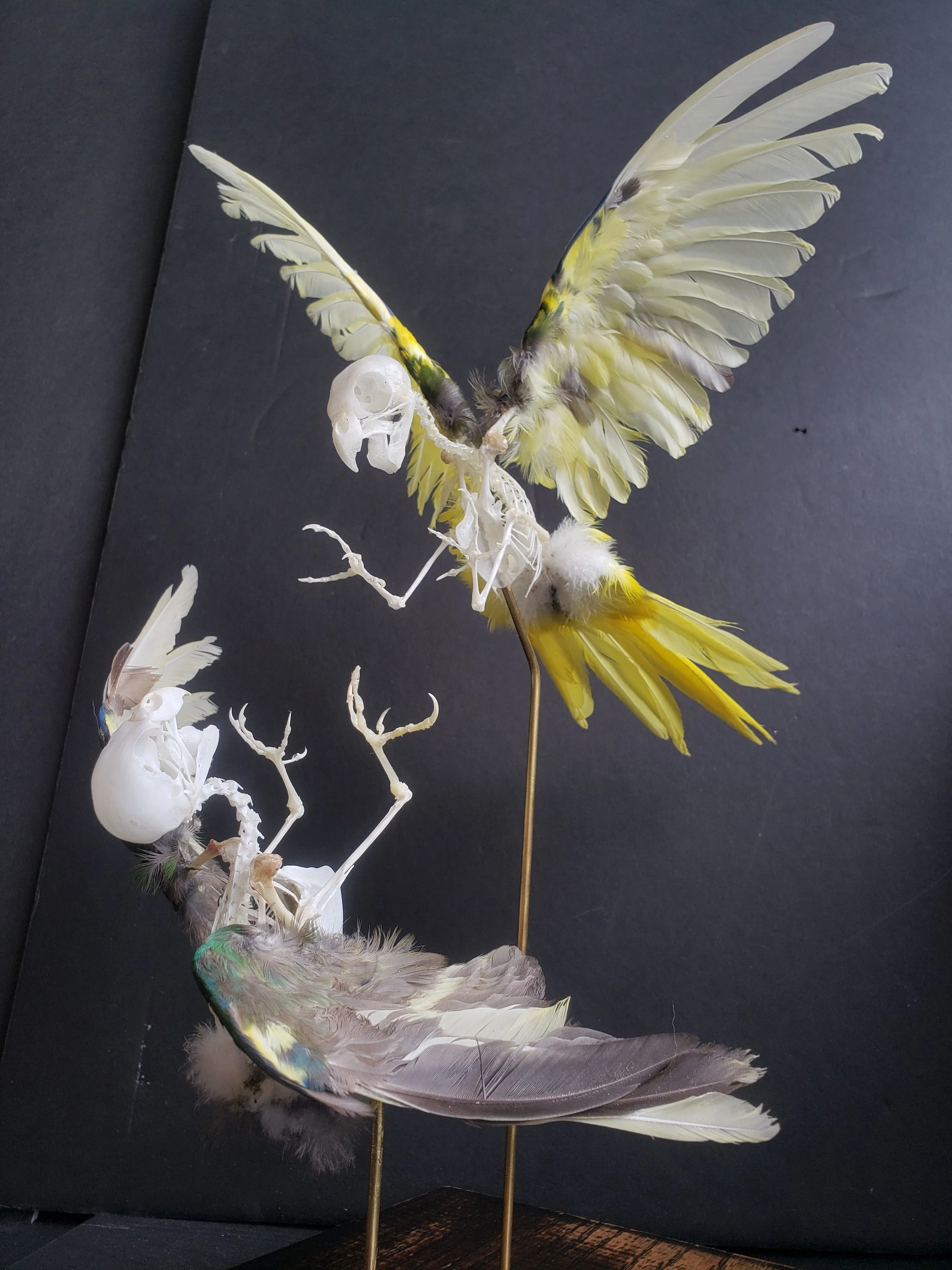 Kakariki Parakeet skeletons with feathers in flight