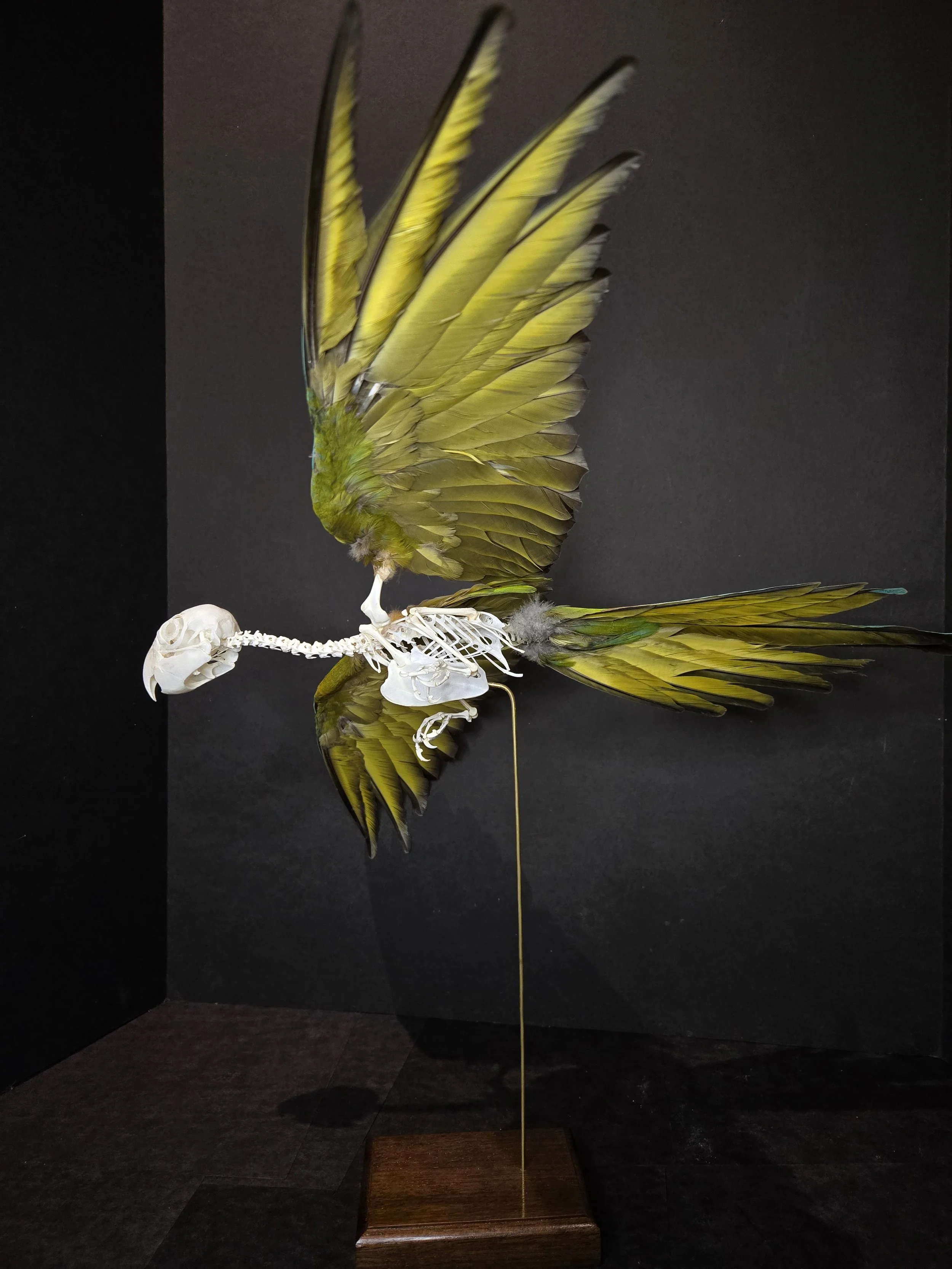 Illiger's Macaw in flight