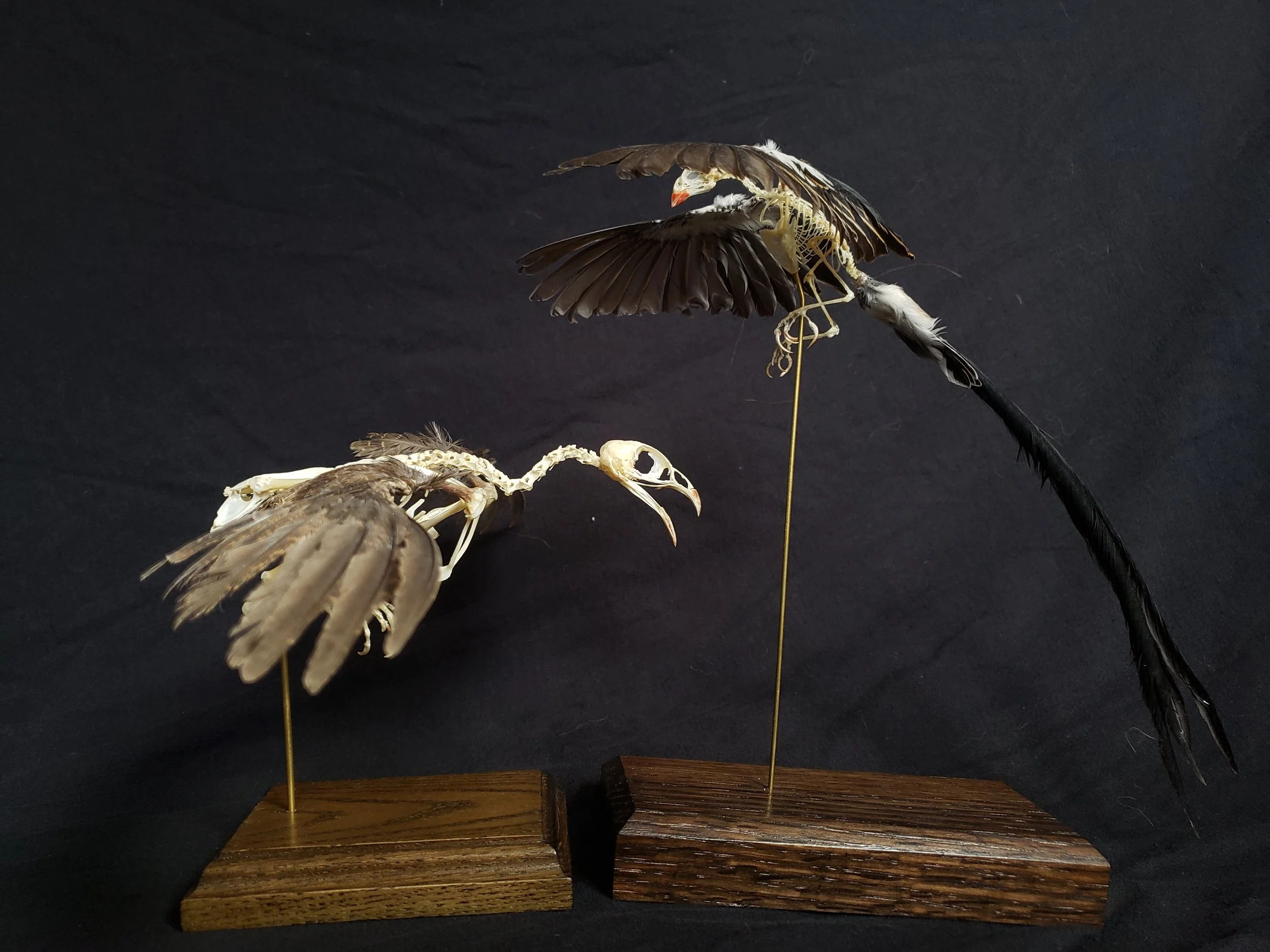 Japanese quail and Pin-tailed Whydah skeleton with feathers
