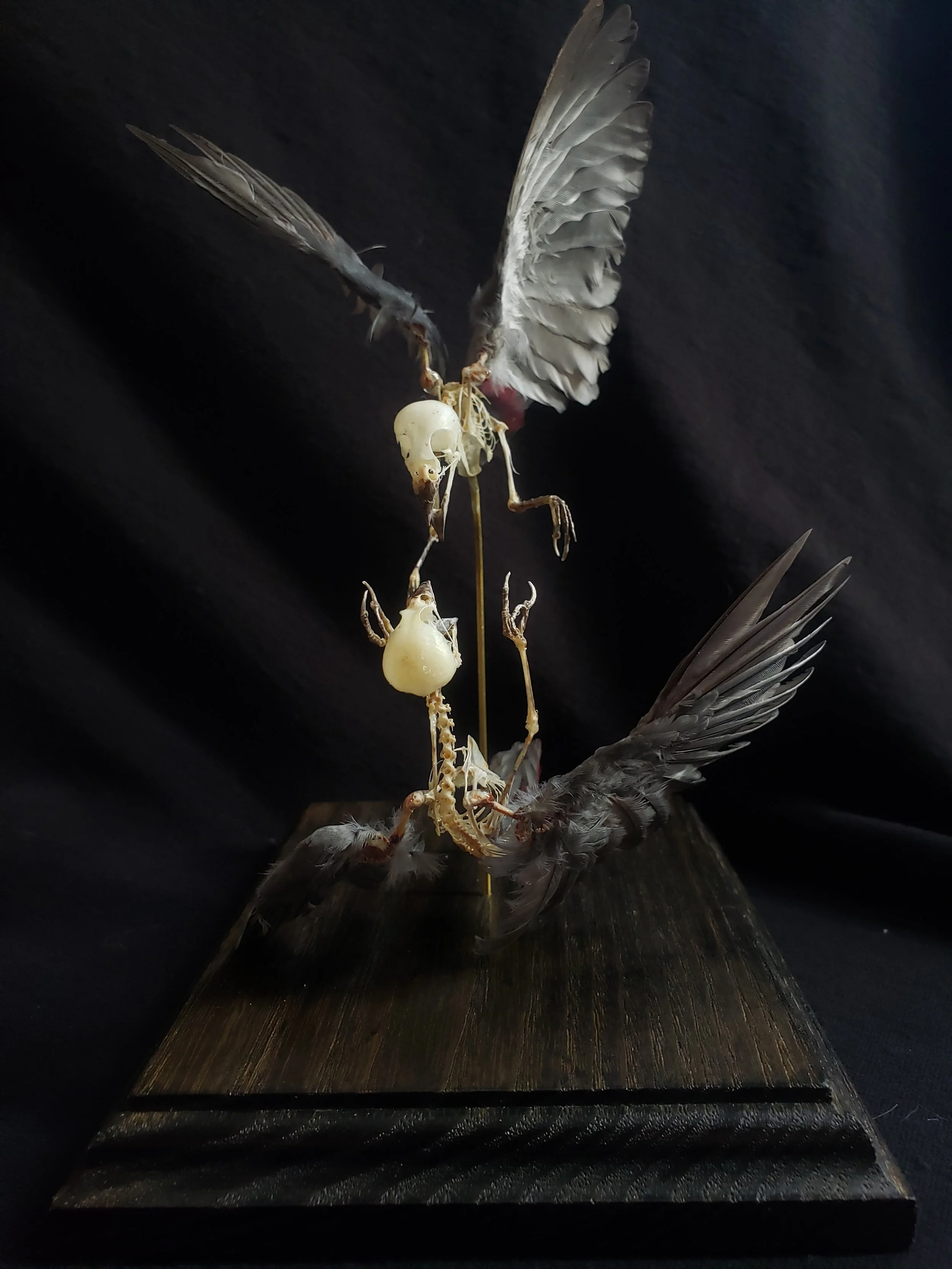 Lavender waxbill skeletons with feathers