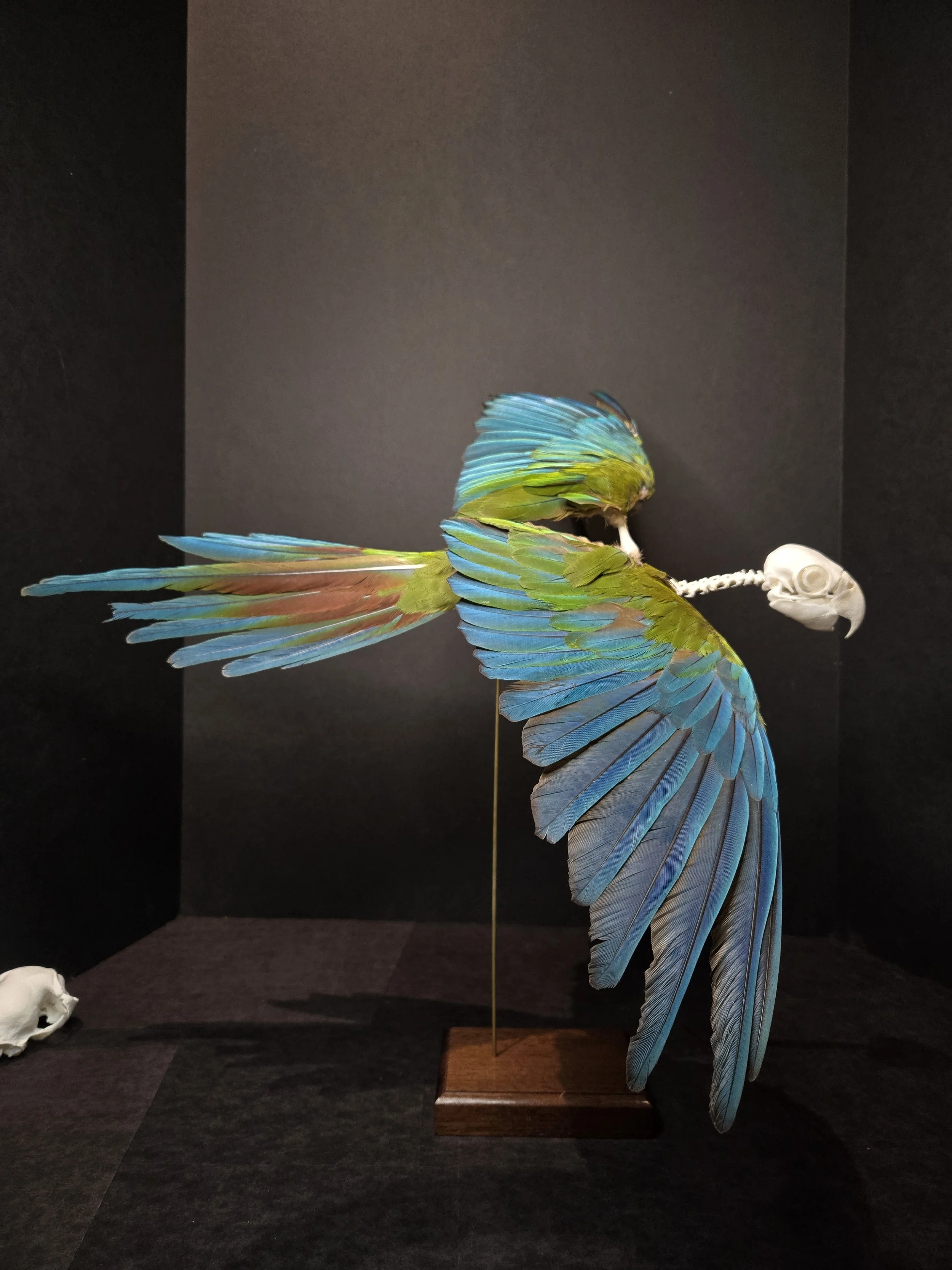 Illiger's Macaw in flight