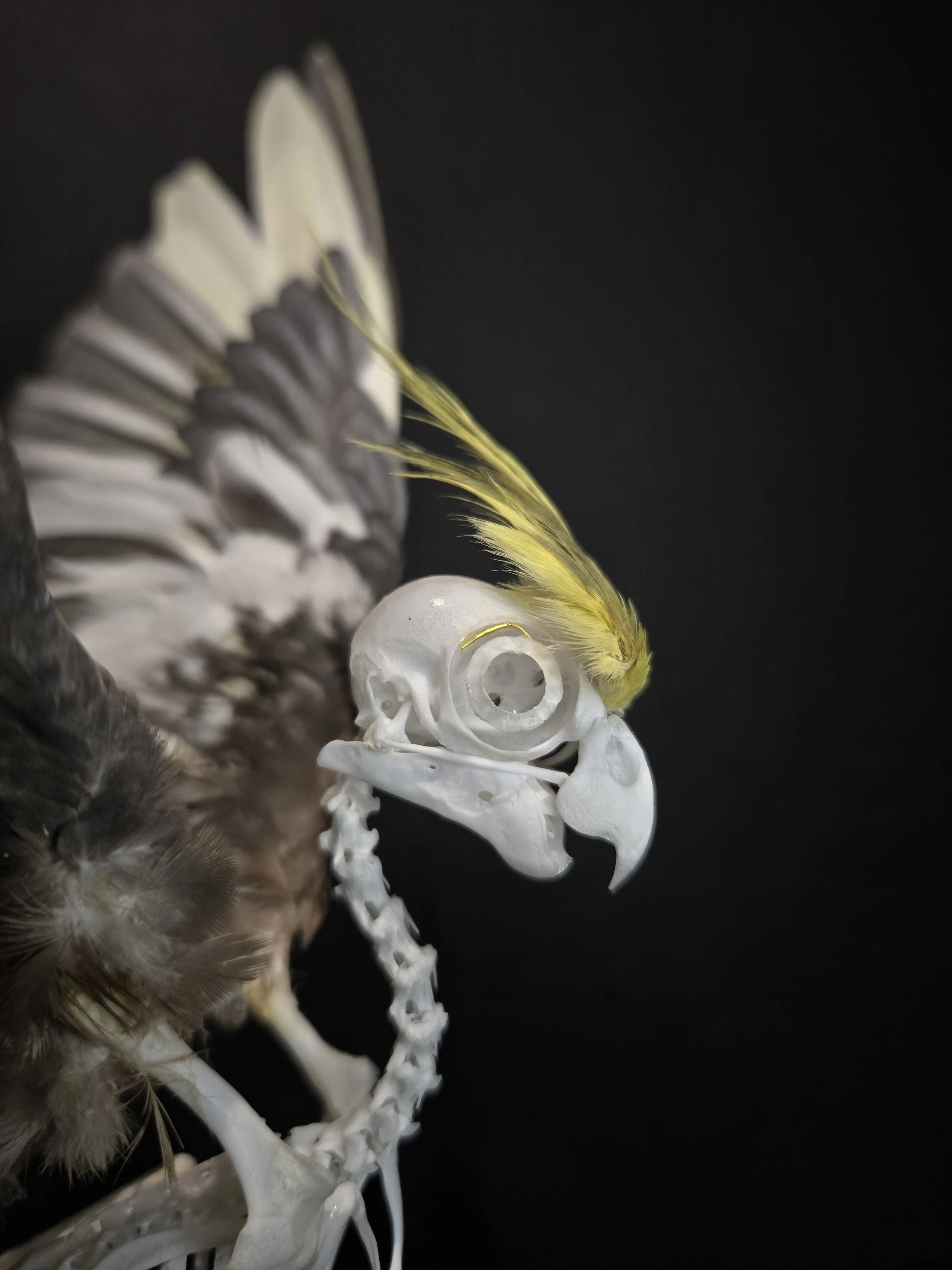 Cockatiel articulation close-up