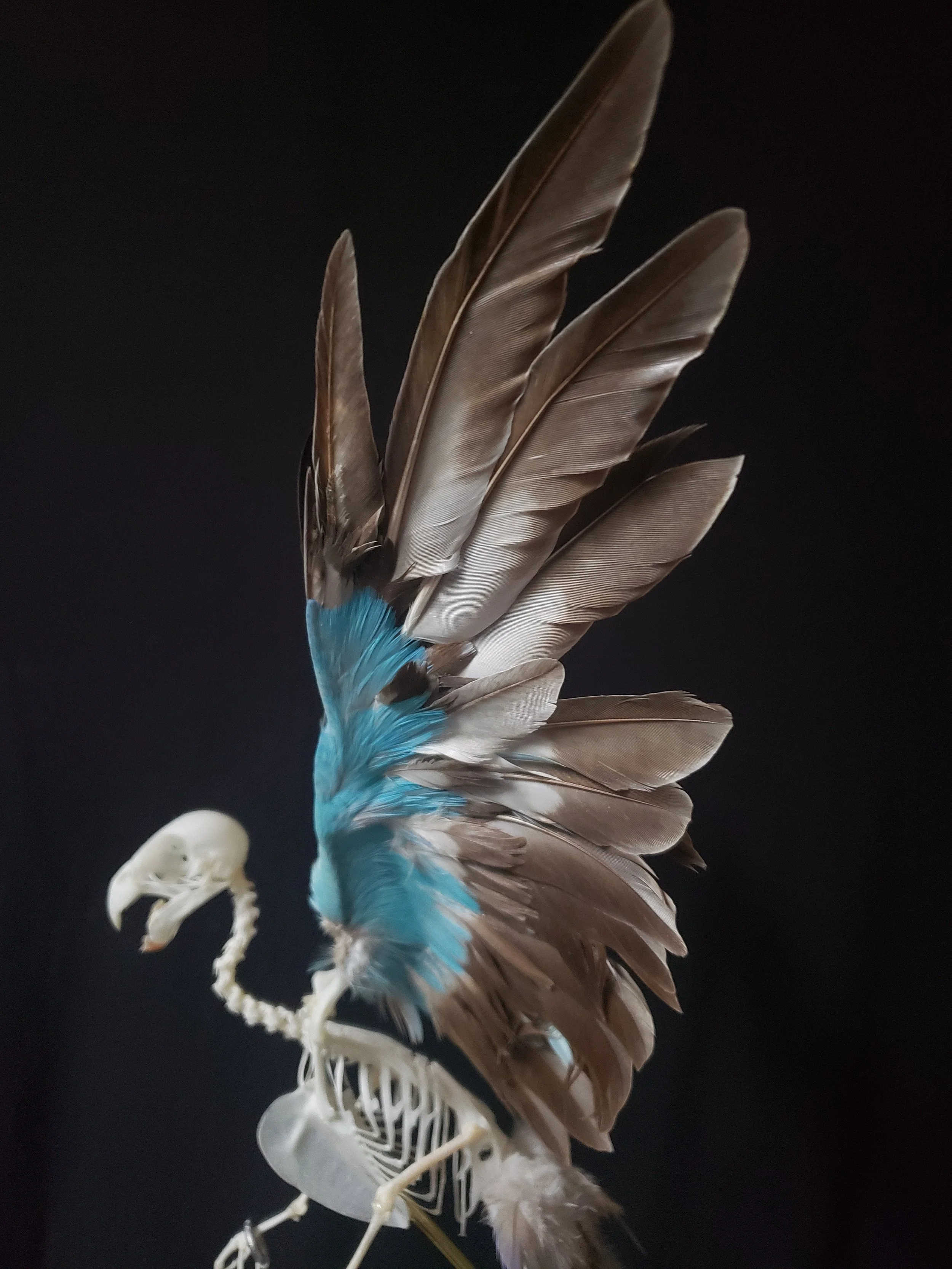 Princess Parakeet articulation in flight