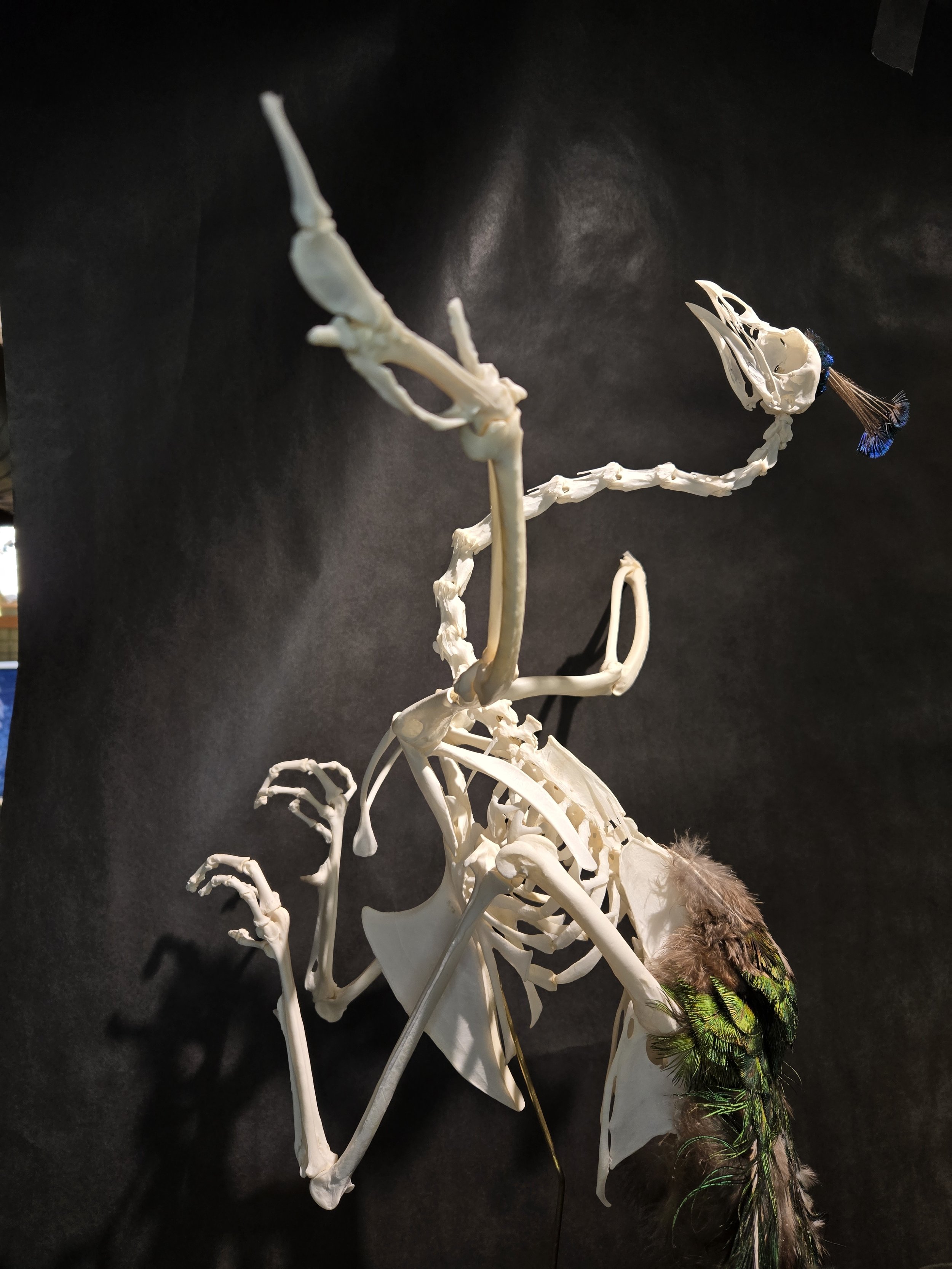 Peacock in flight articulation