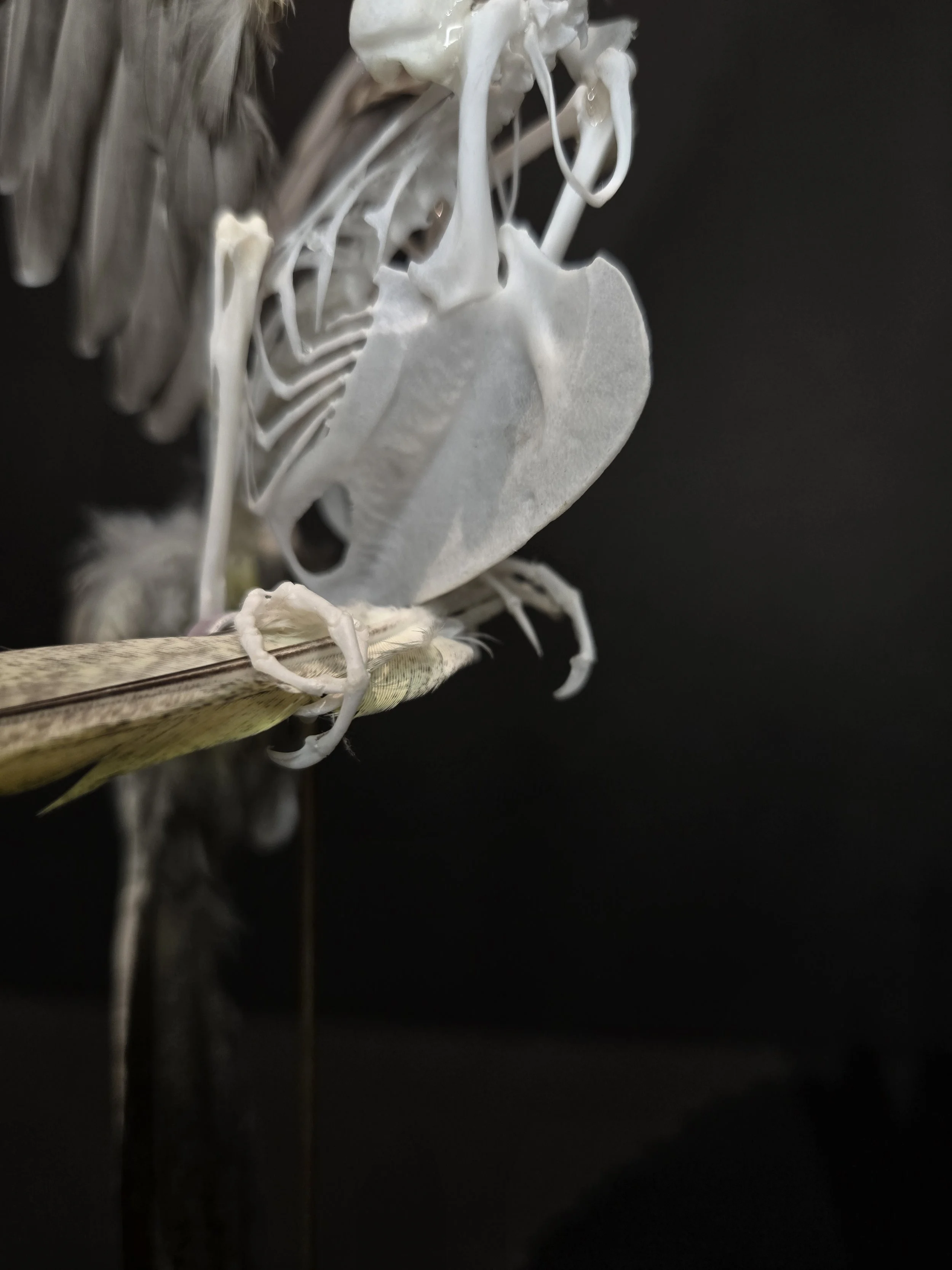 Close-up of cockatiel articualtion