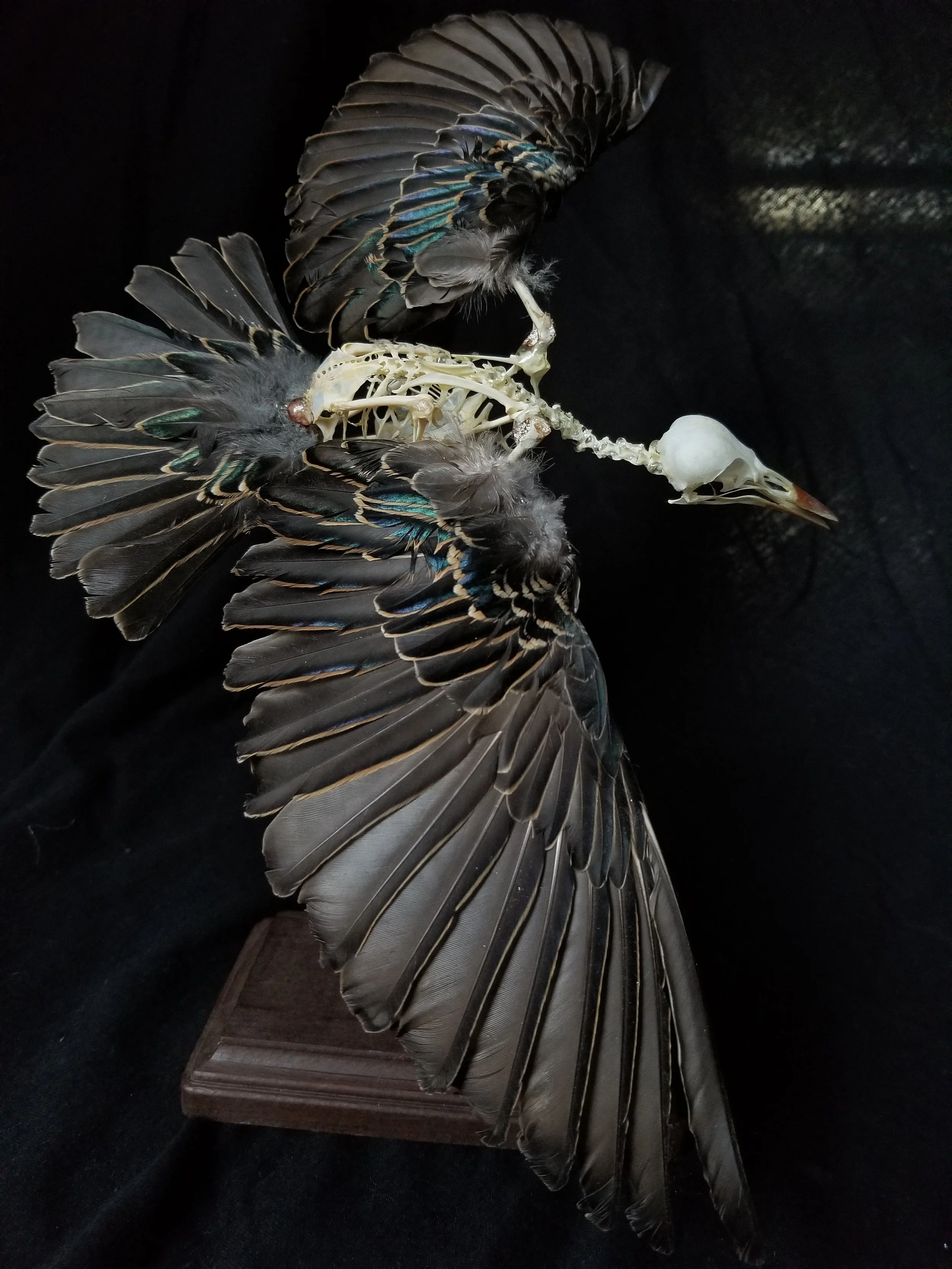 European Starling articulation. 