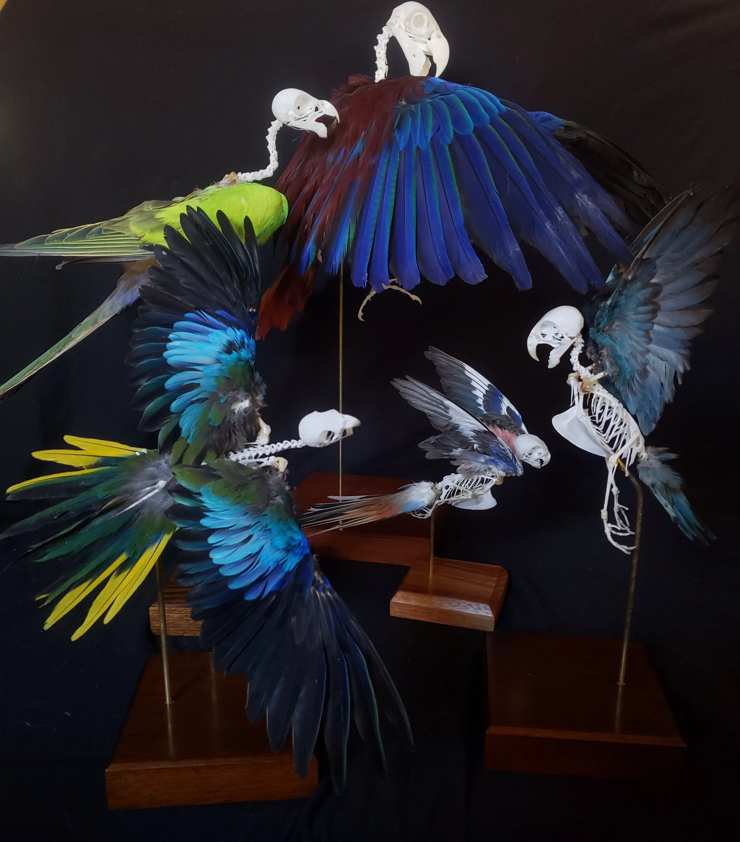 Assortment of bird skeletons with feathers