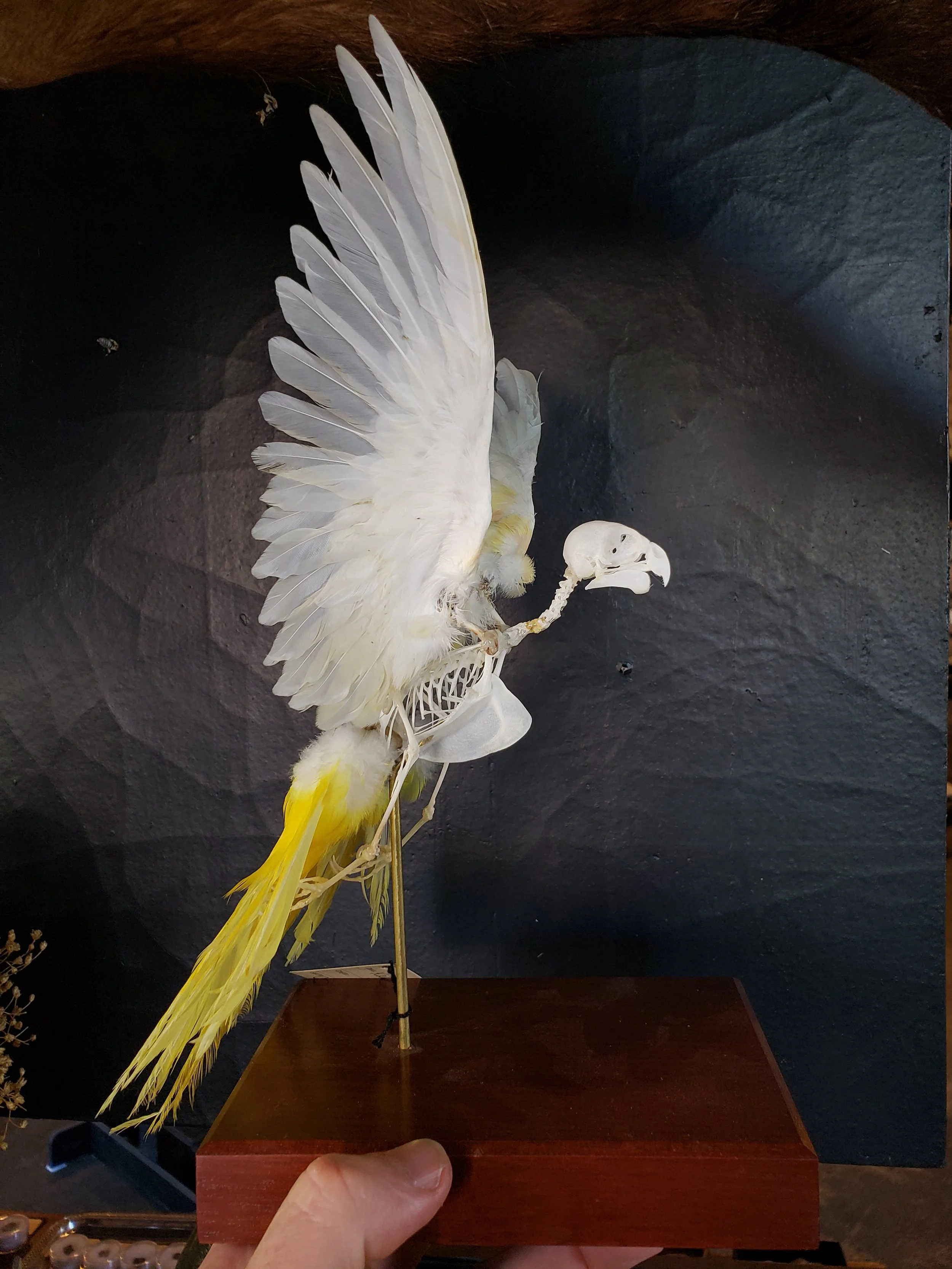 Kakariki Parakeet articulation in flight