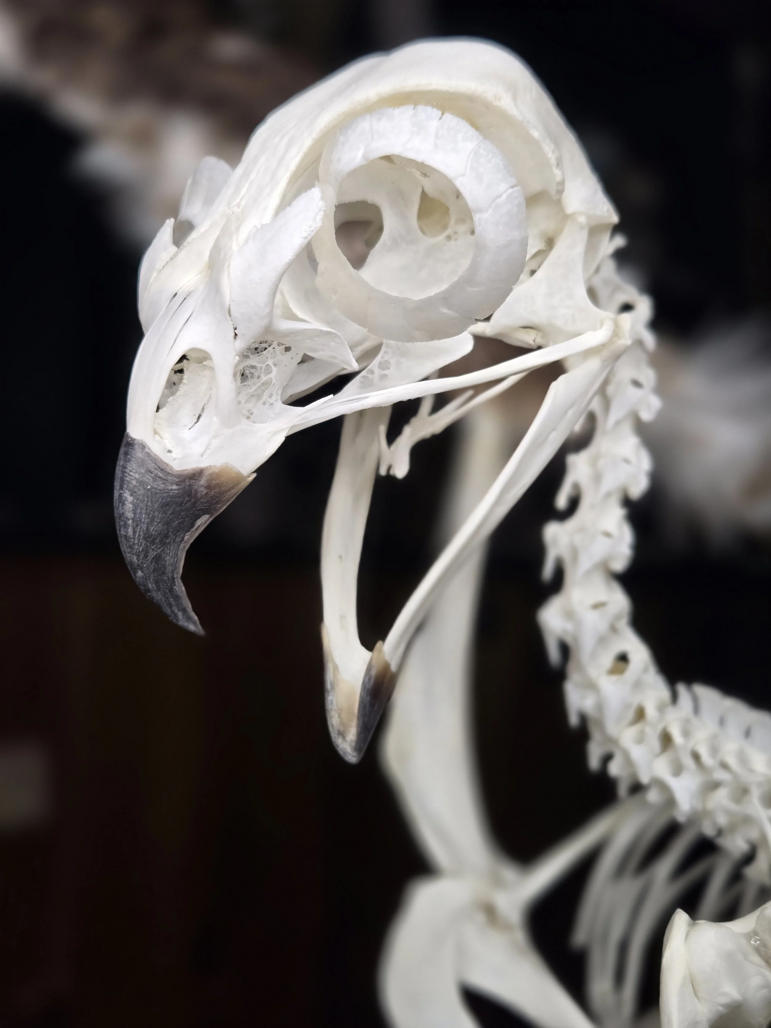 Red-tailed Hawk close-up. Articulated with proper federal permits