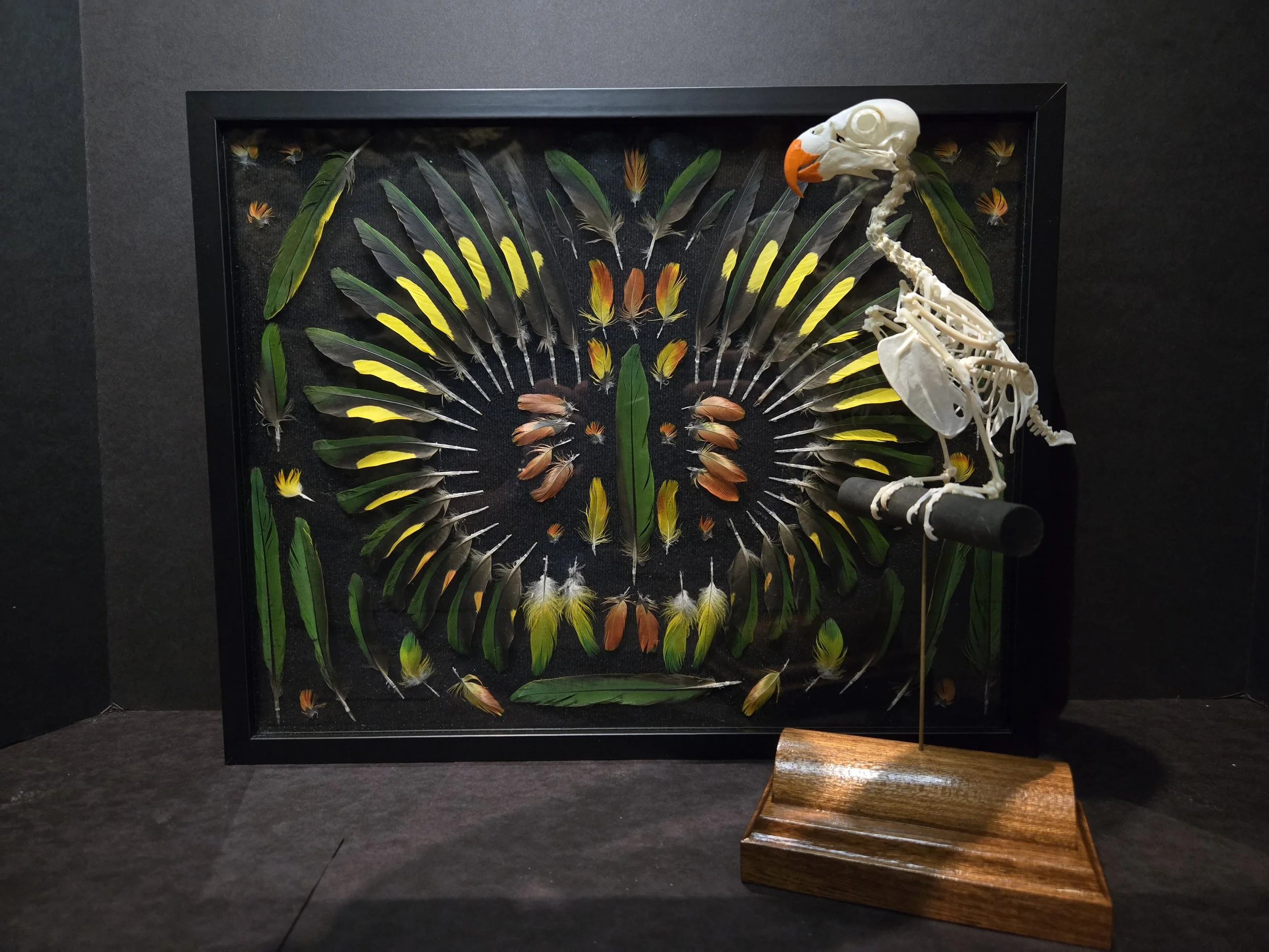 Rainbow Lorikeet with feather box
