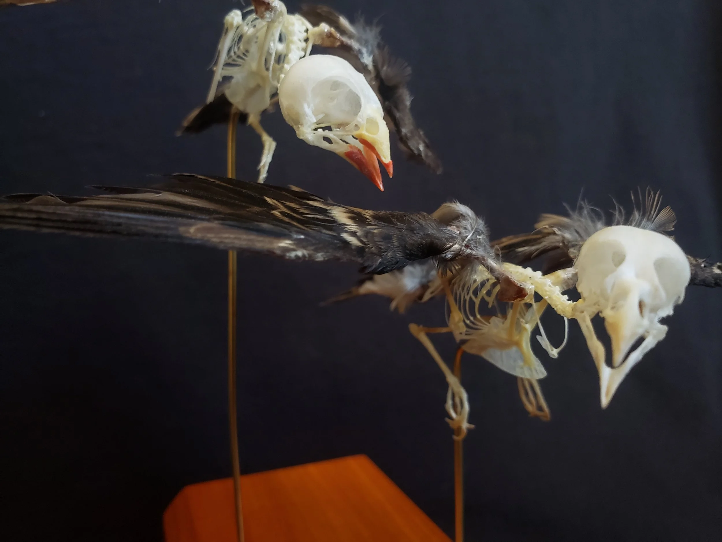 Quail finch and cut throat finch articulations with feathers