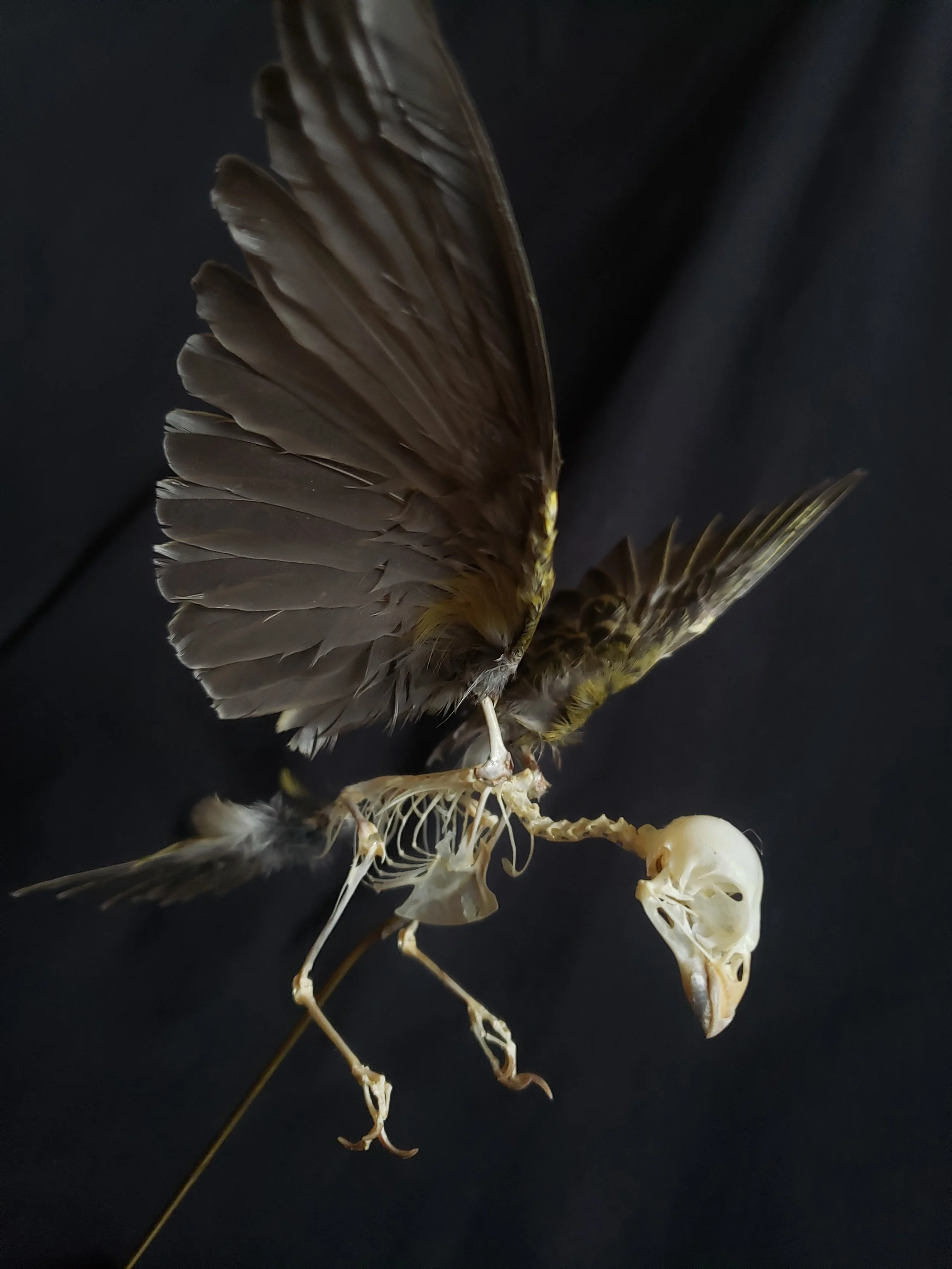 Bird skeleton with feathers