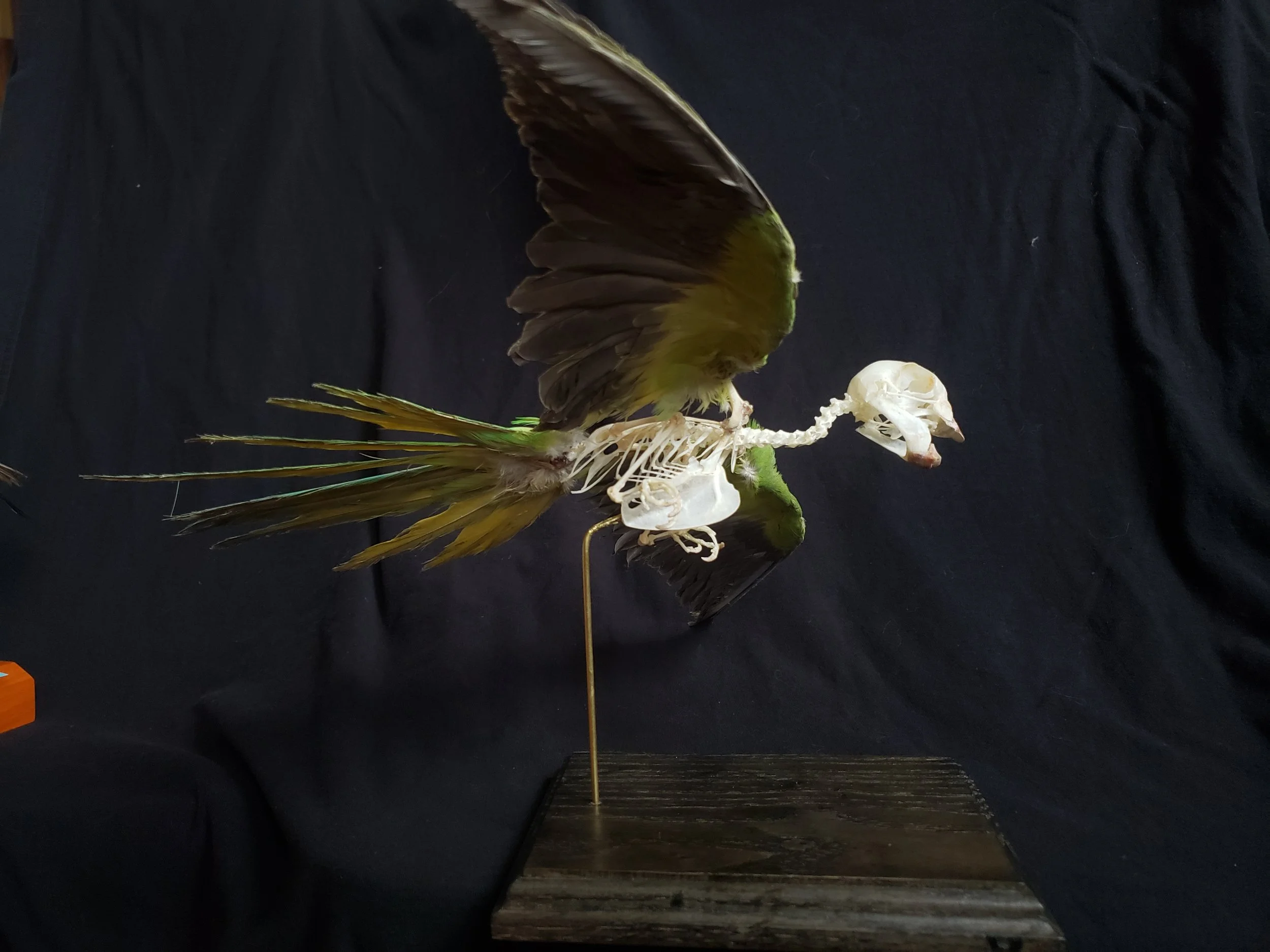 Monk parakeet skeleton with feathers 