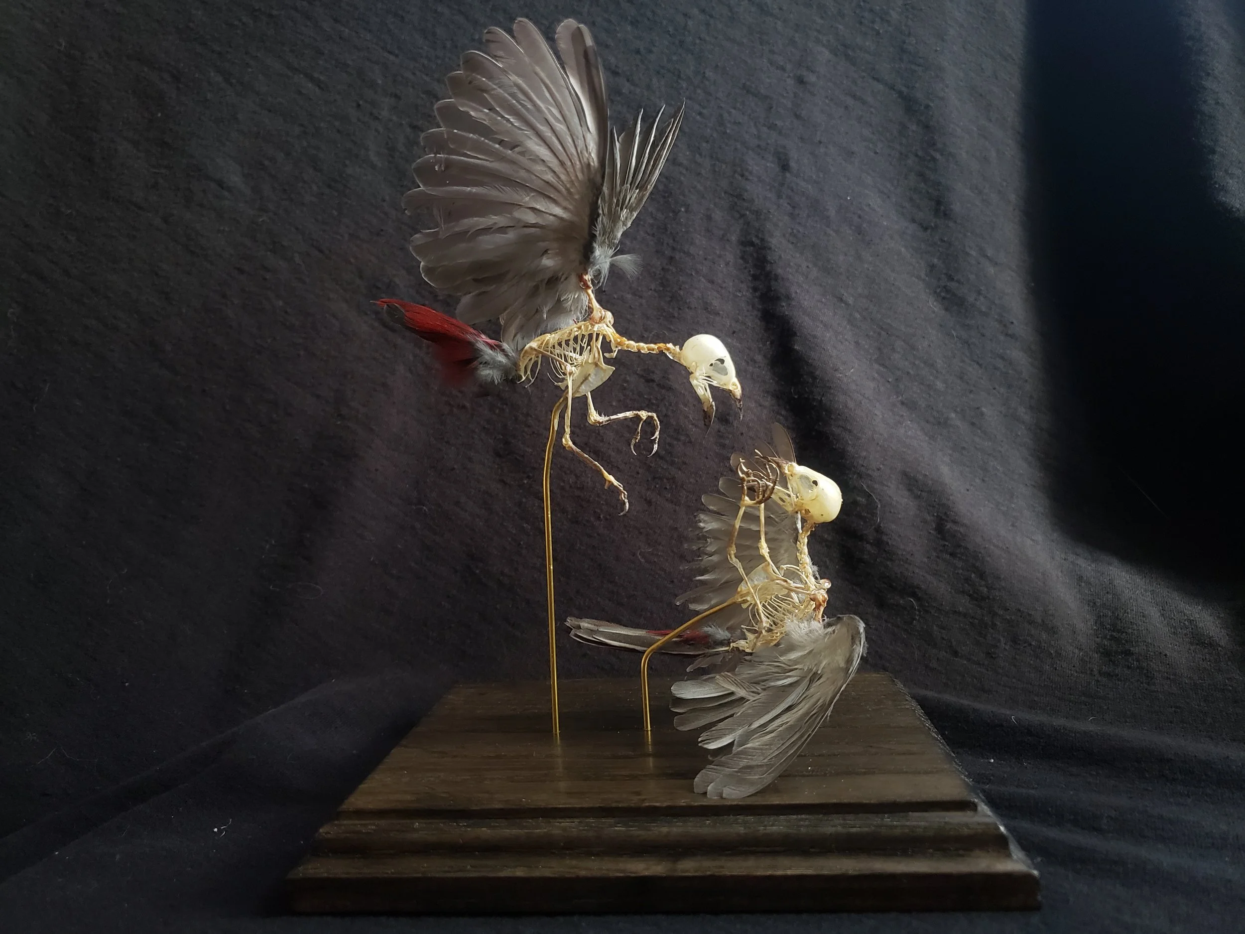 Lavender Waxbill pair articulation