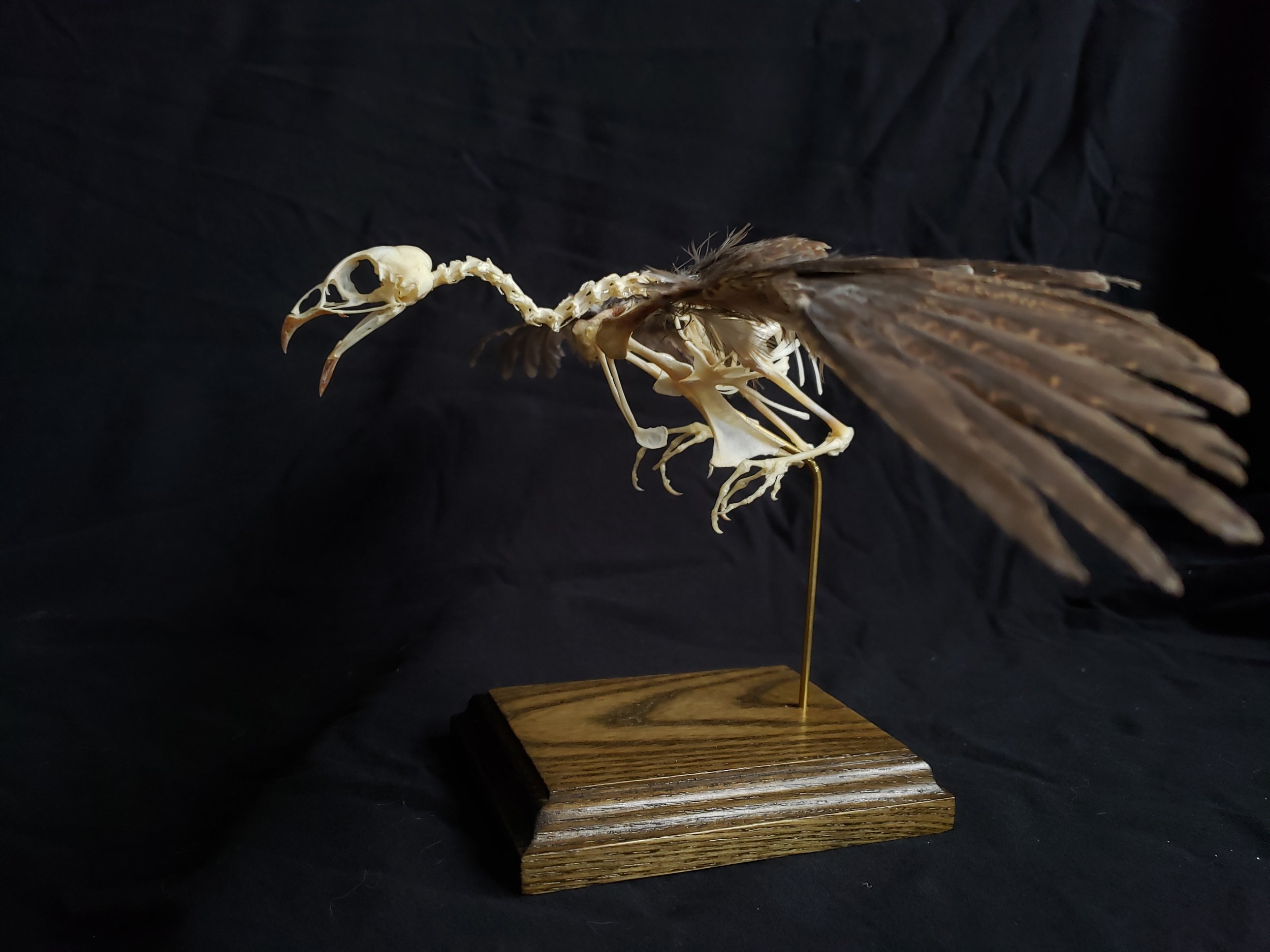 Japanese Quail skeleton with feathers