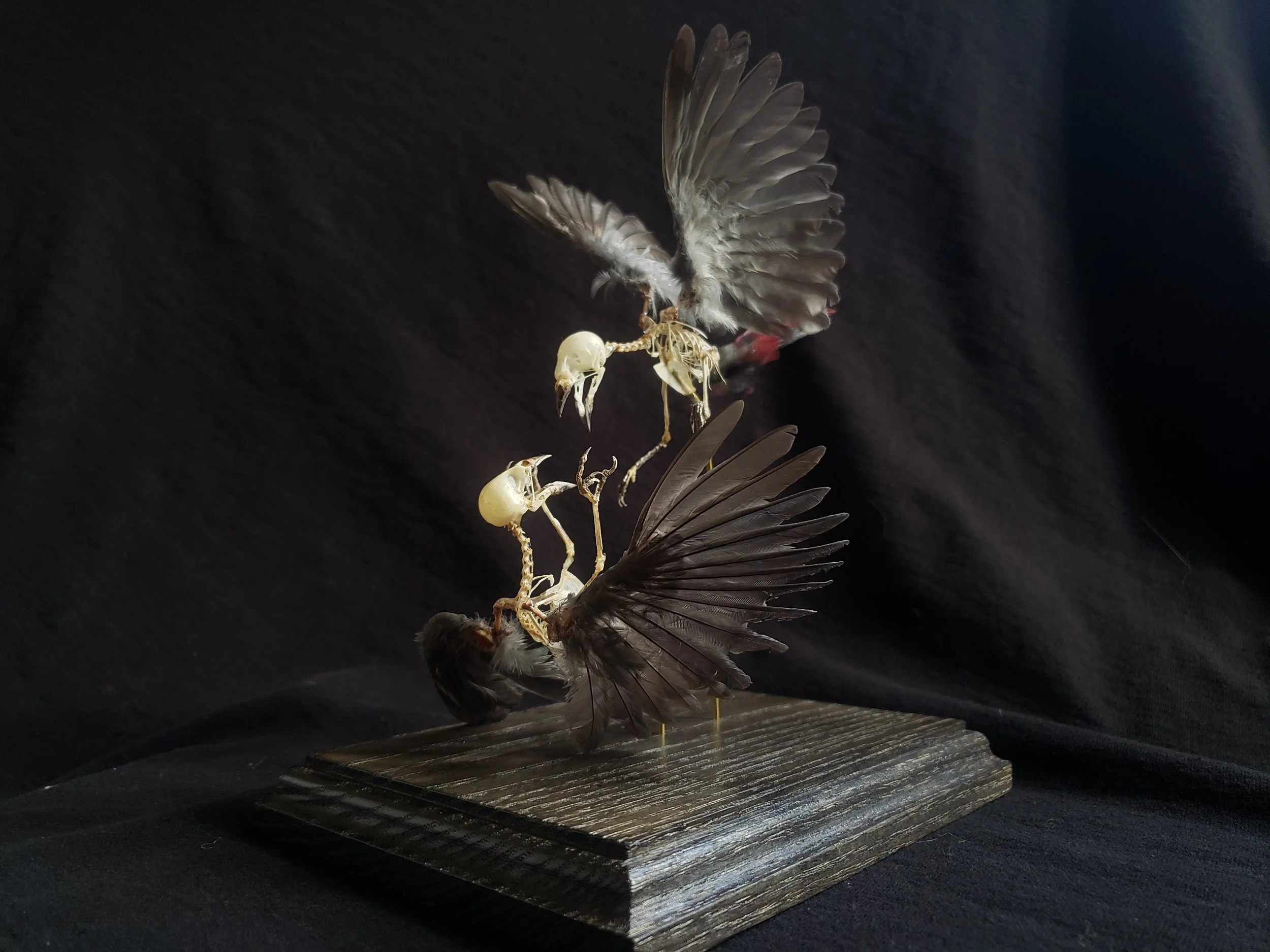 Lavender Waxbill skeletons with feathers