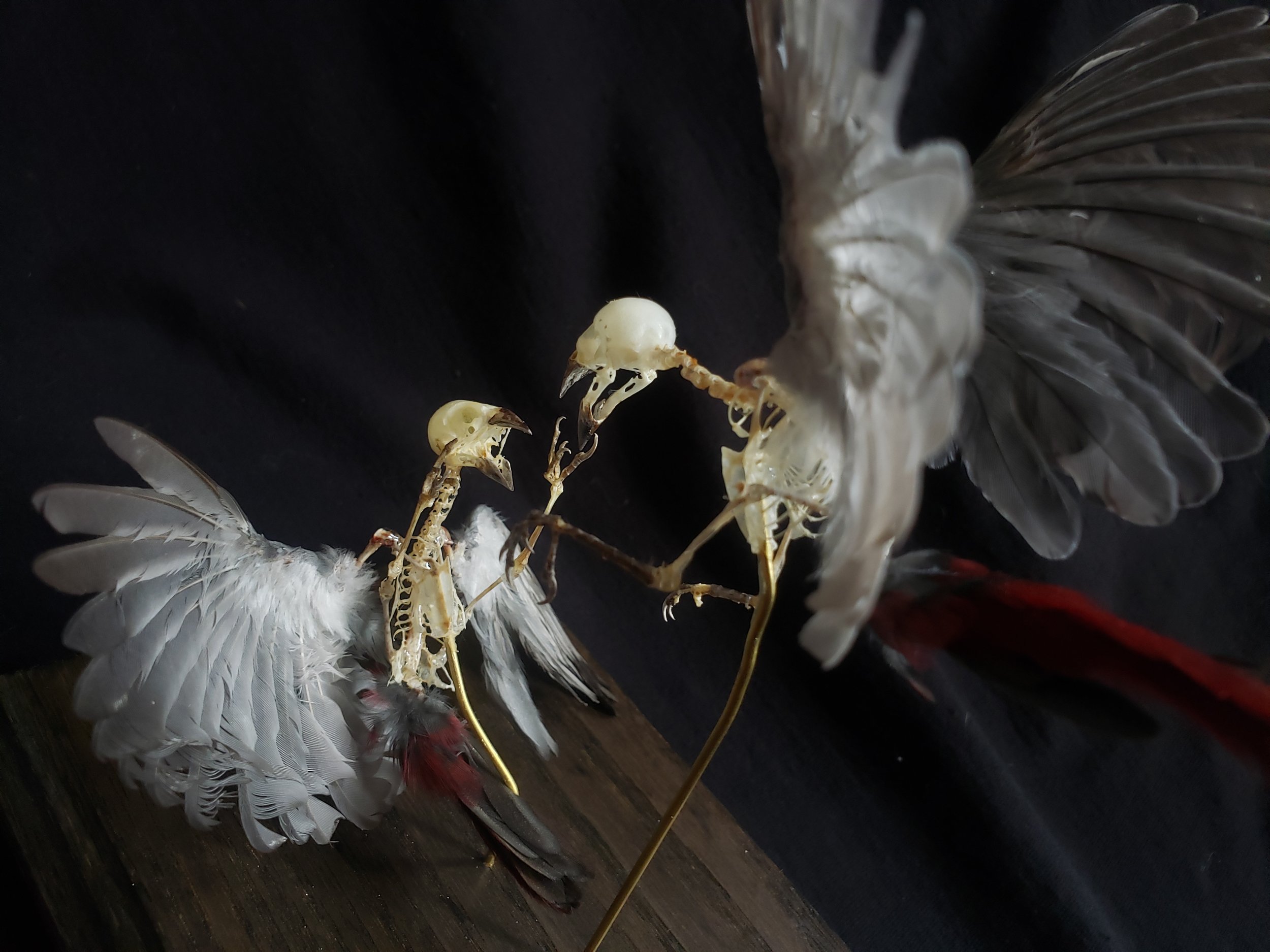 Lavender Waxbill skeletons with feathers