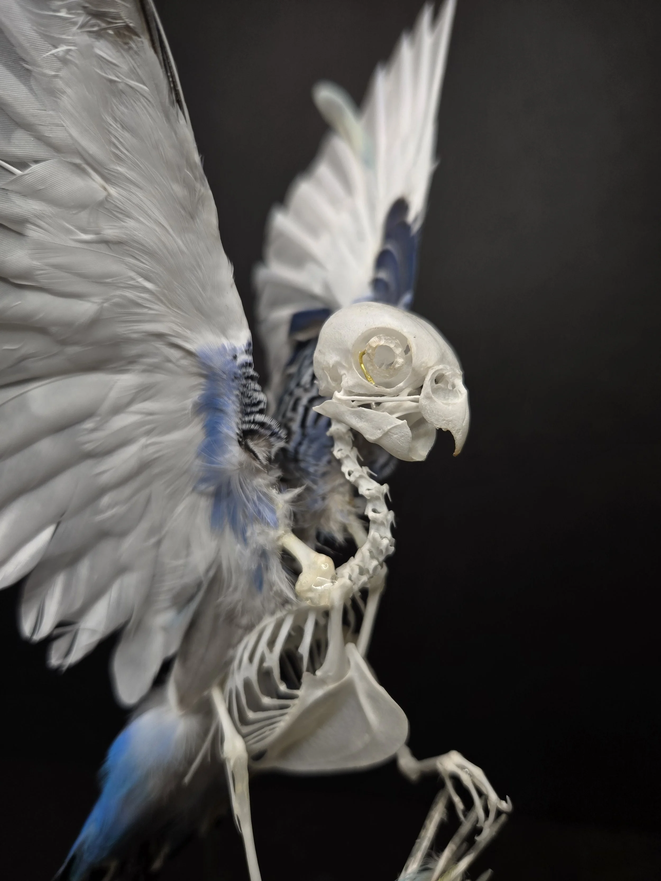 Parakeet articulation