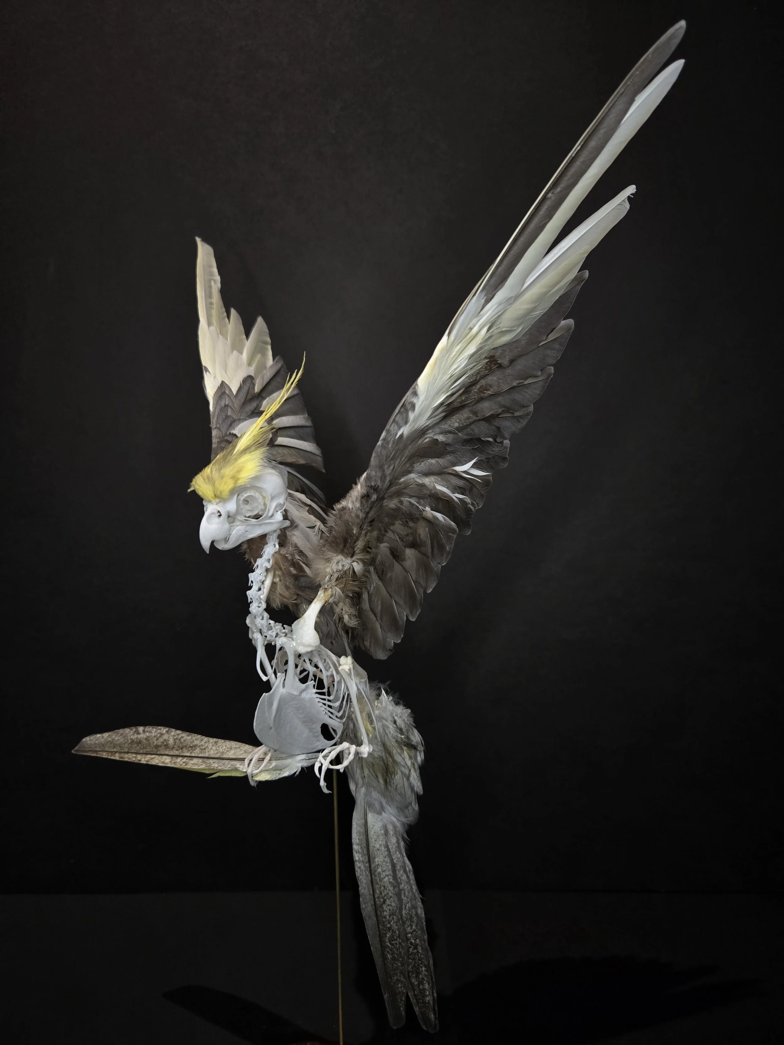 Cockatiel articulation in flight