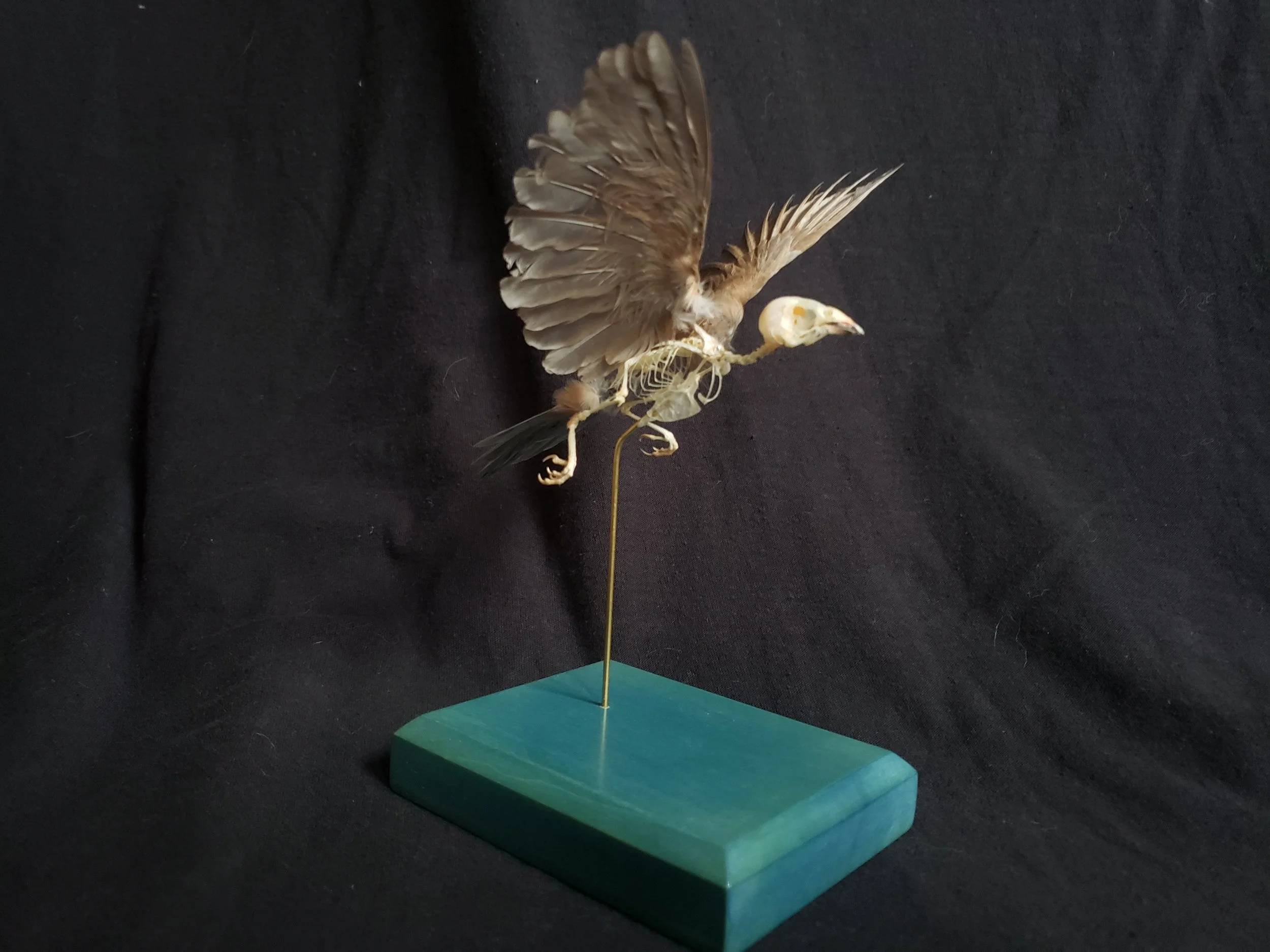 Cordon Bleu finch skeleton with feathers