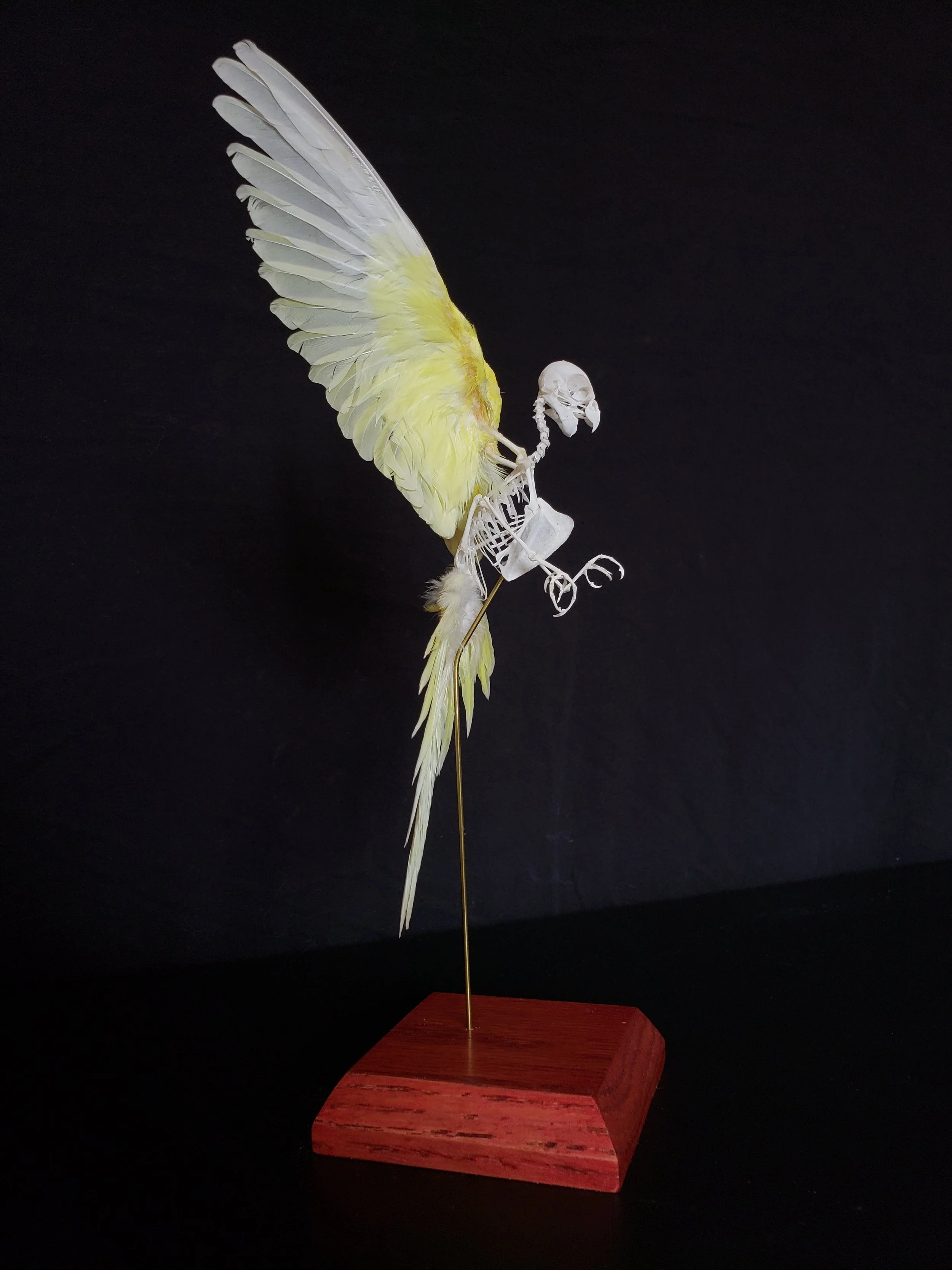 Yellow parakeet in flight