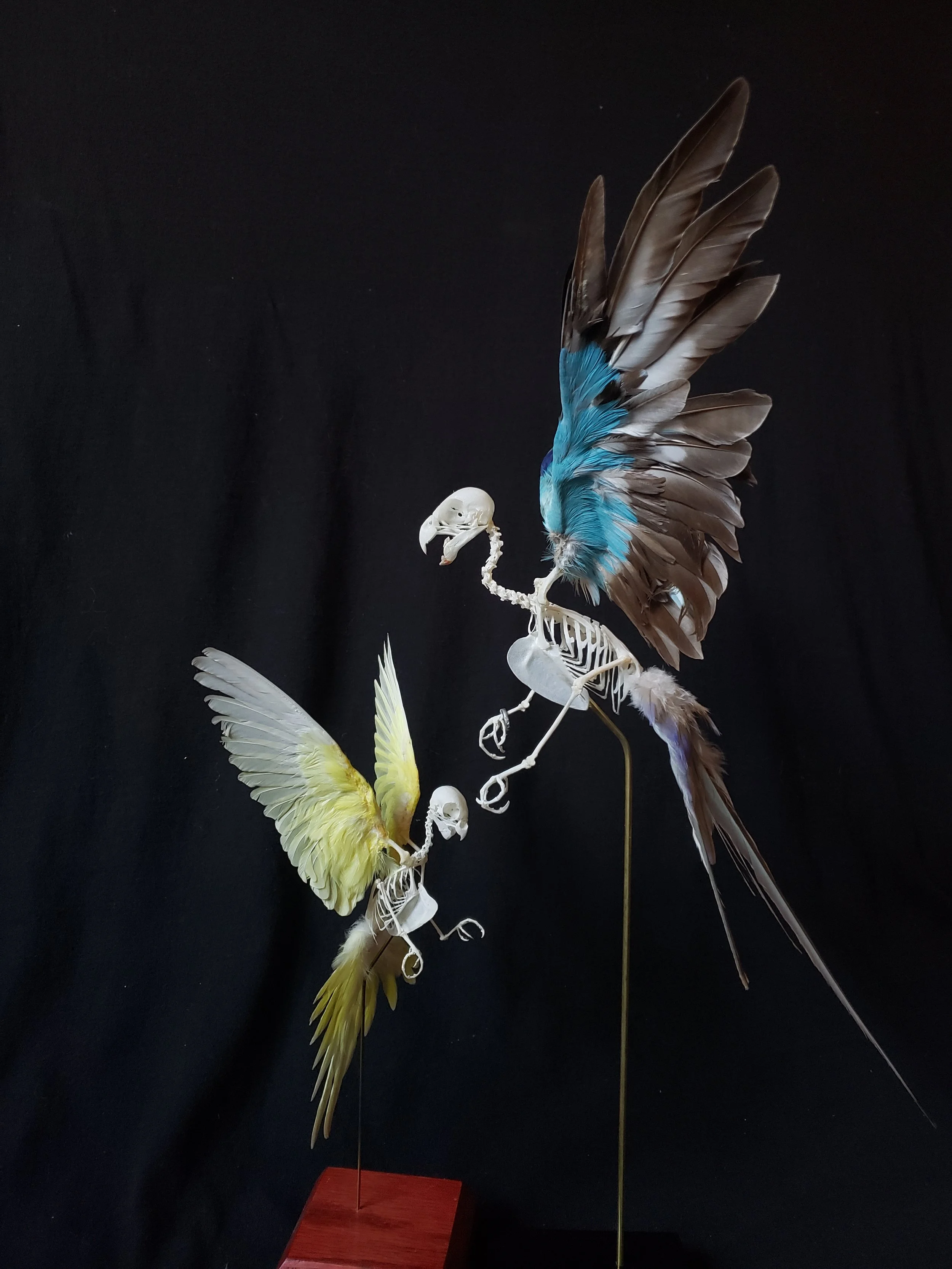 Yellow parakeet and princess parakeet