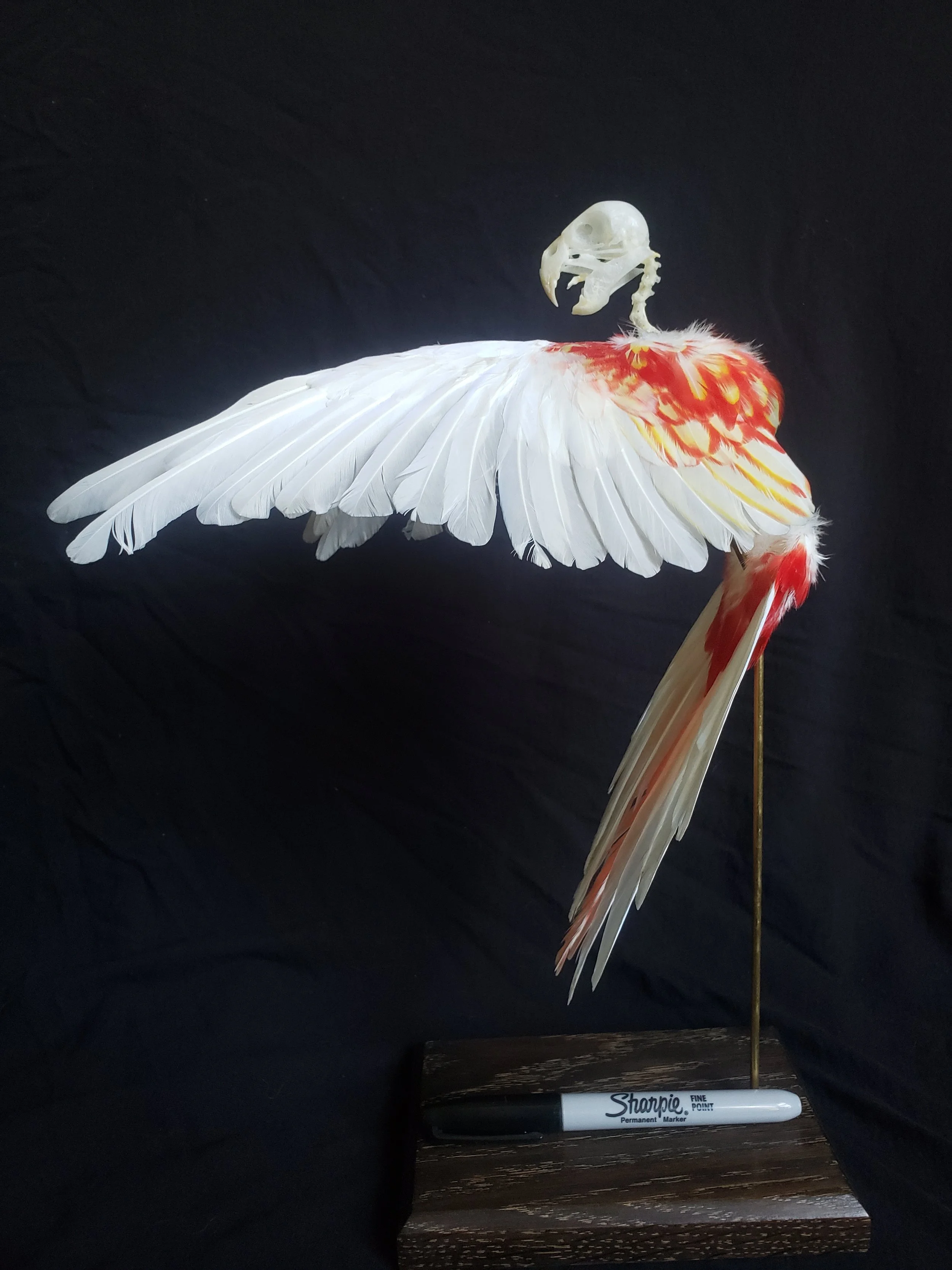 Eastern Rosella skeleton with feathers