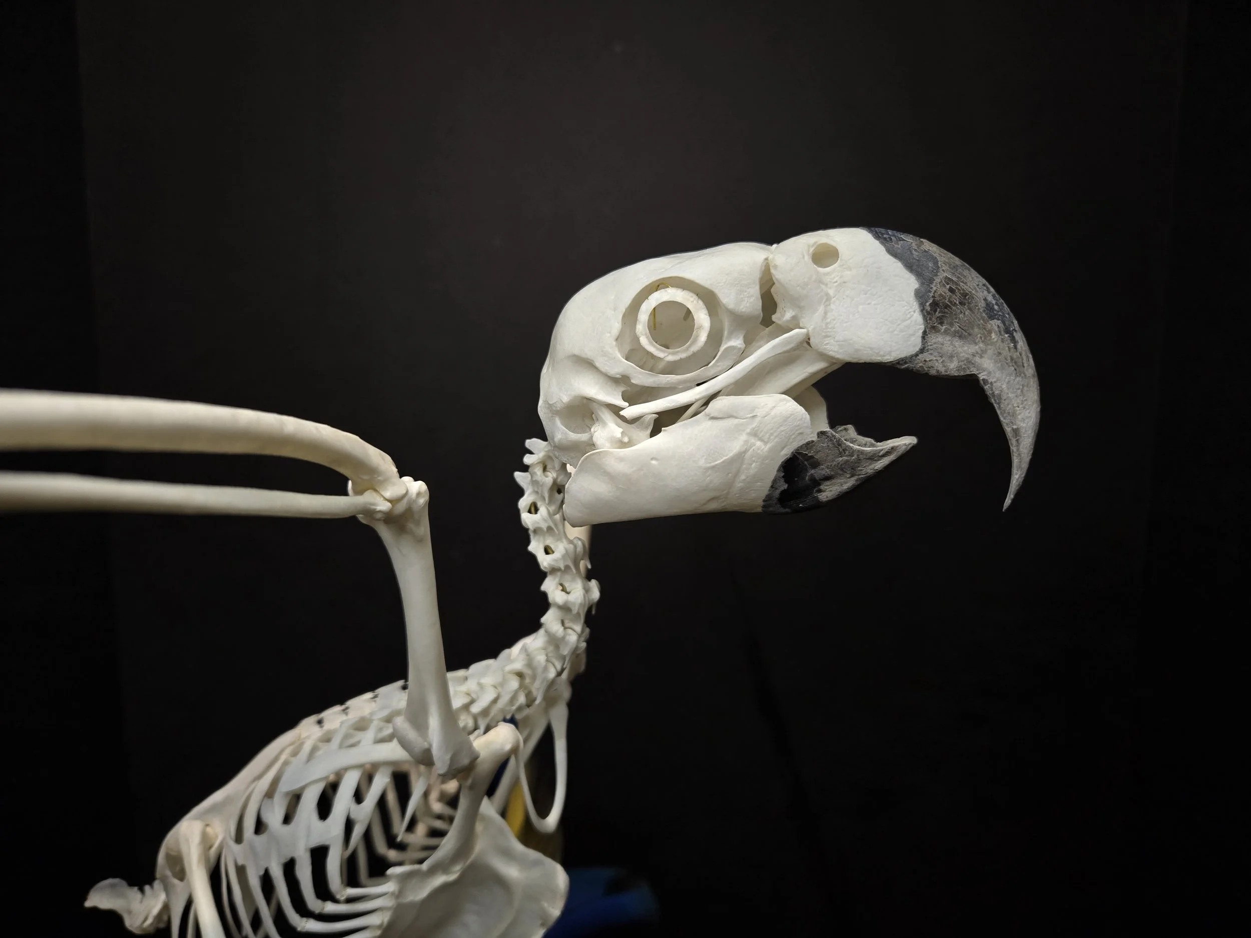 Macaw articulation close-up
