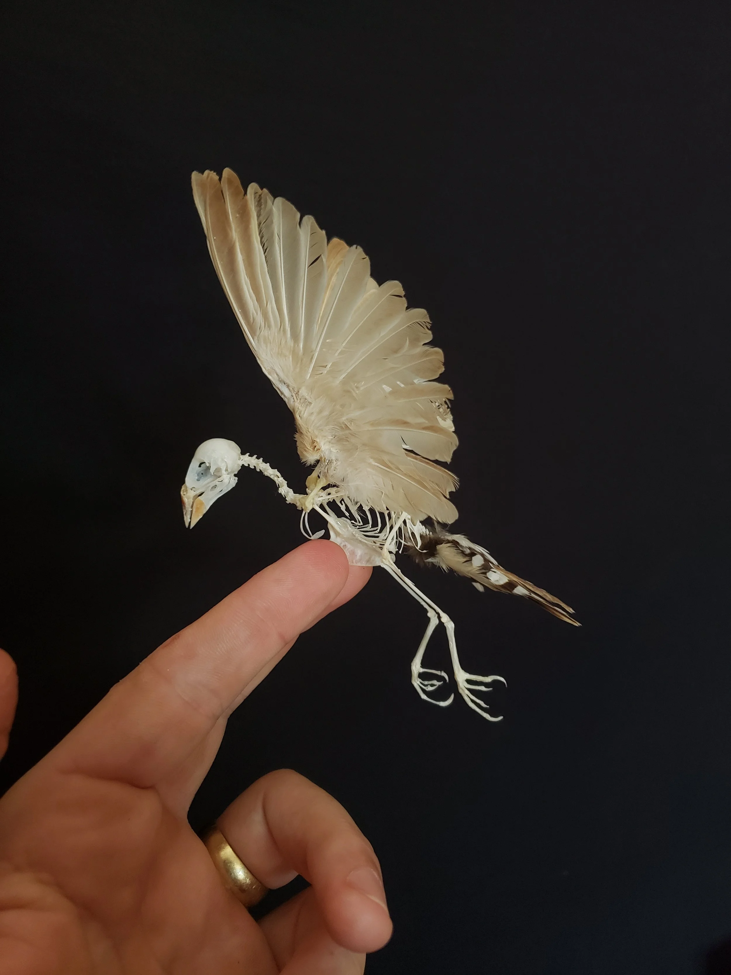 Green backed twinspot