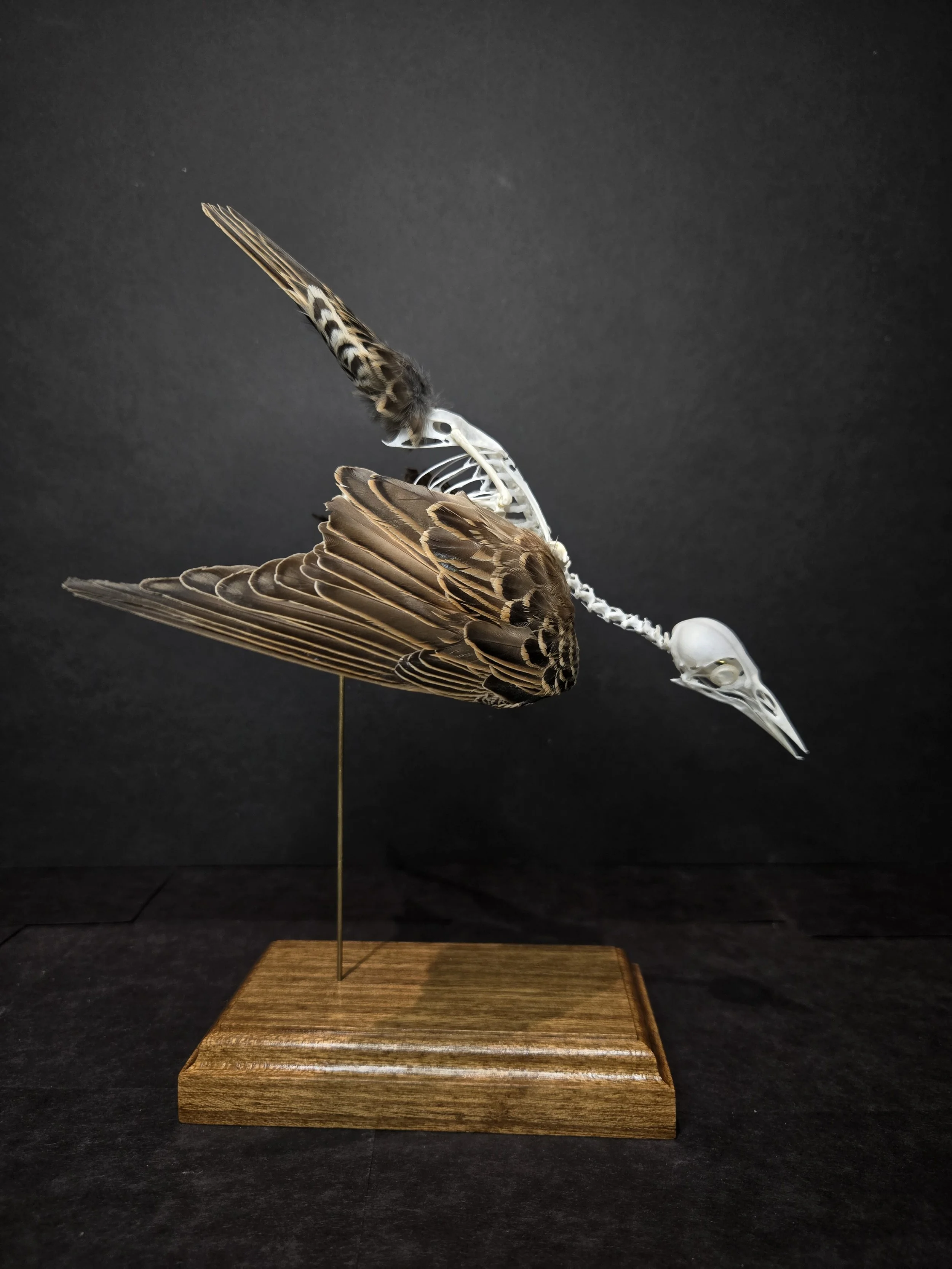 European Starling in flight