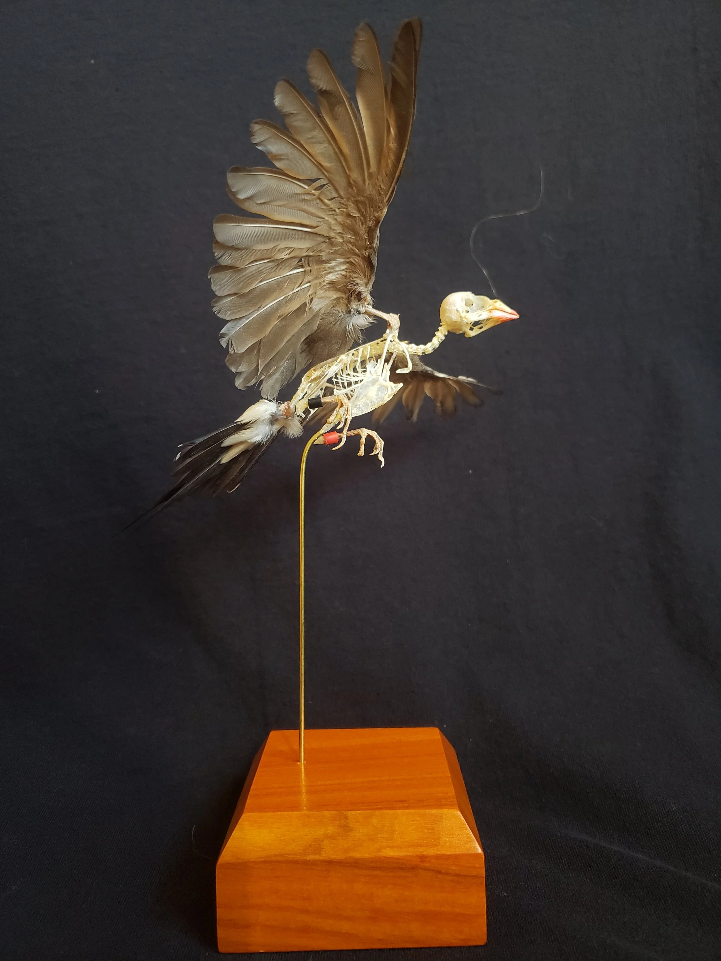 Long-tailed finch skeleton with feathers