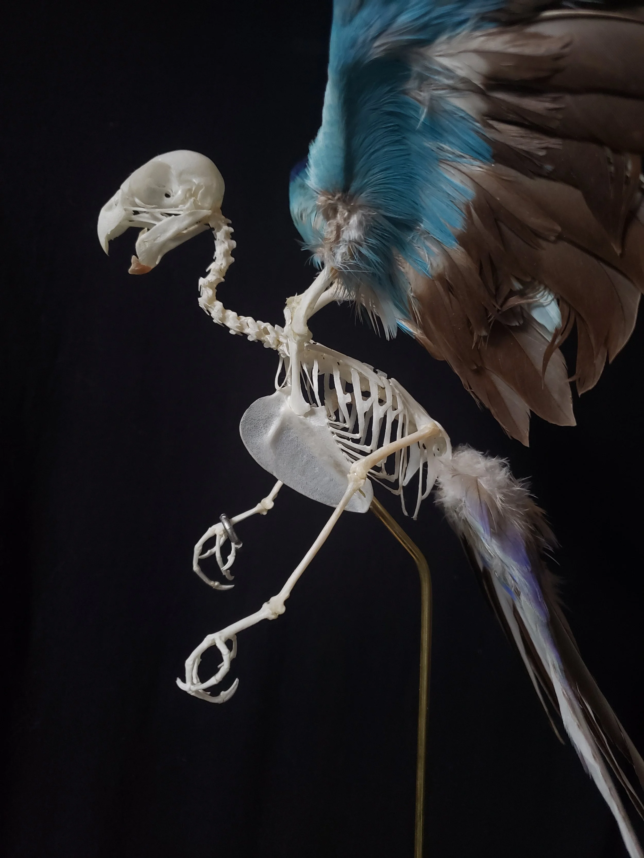 Princess parakeet articulation in flight