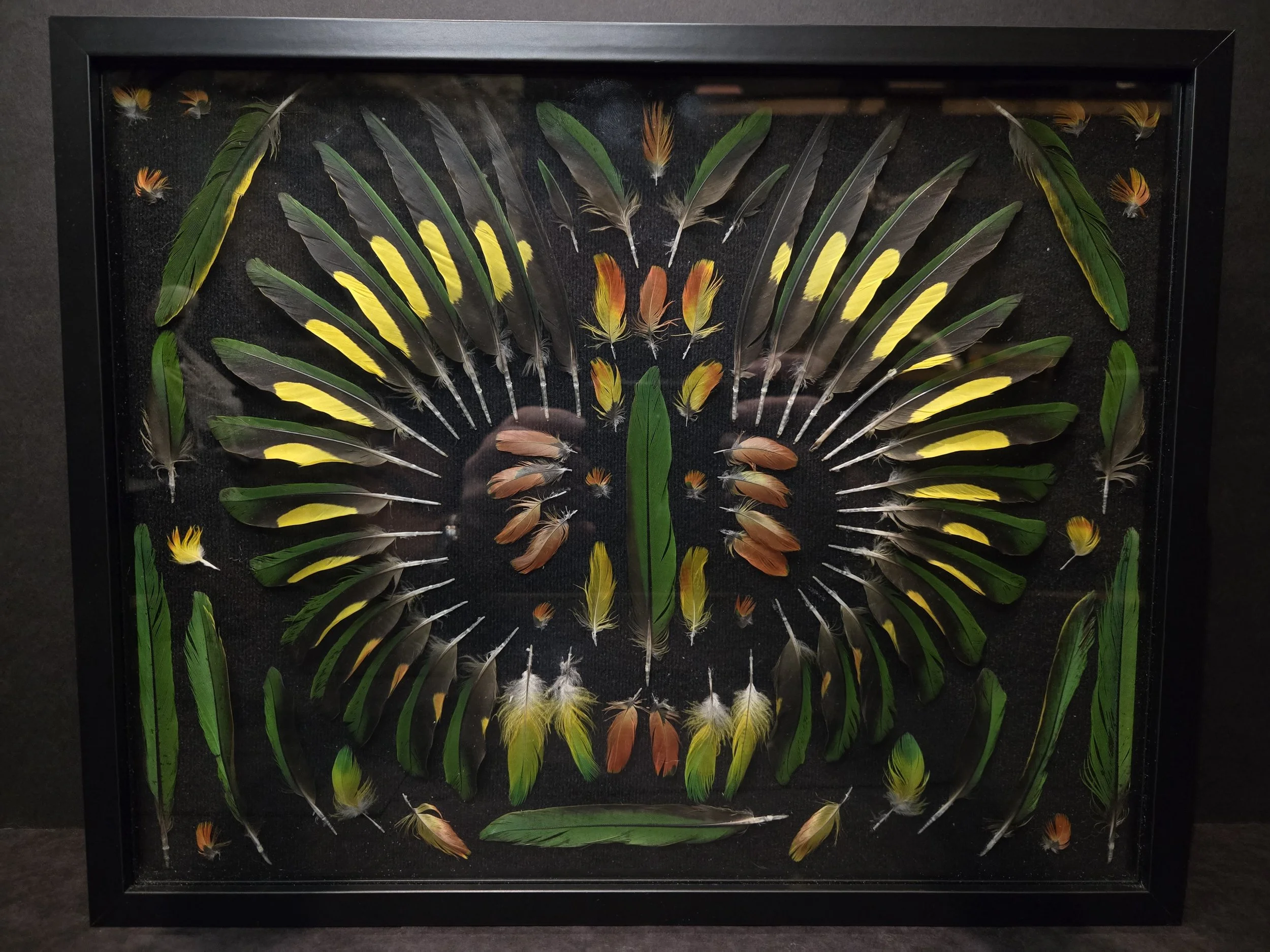 Rainbow Lorikeet feather box